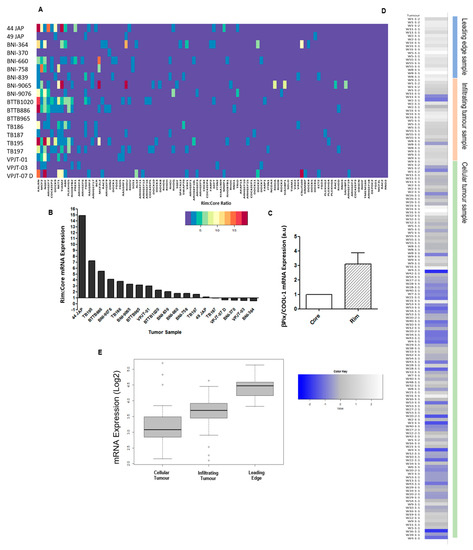 Cancers Free Full Text Targeting The Rhogef Bpix Cool 1 In Glioblastoma Proof Of Concept Studies Html Cancers Free Full Text Targeting The Rhogef Bpix Cool 1 In Glioblastoma Proof Of Concept Studies Html