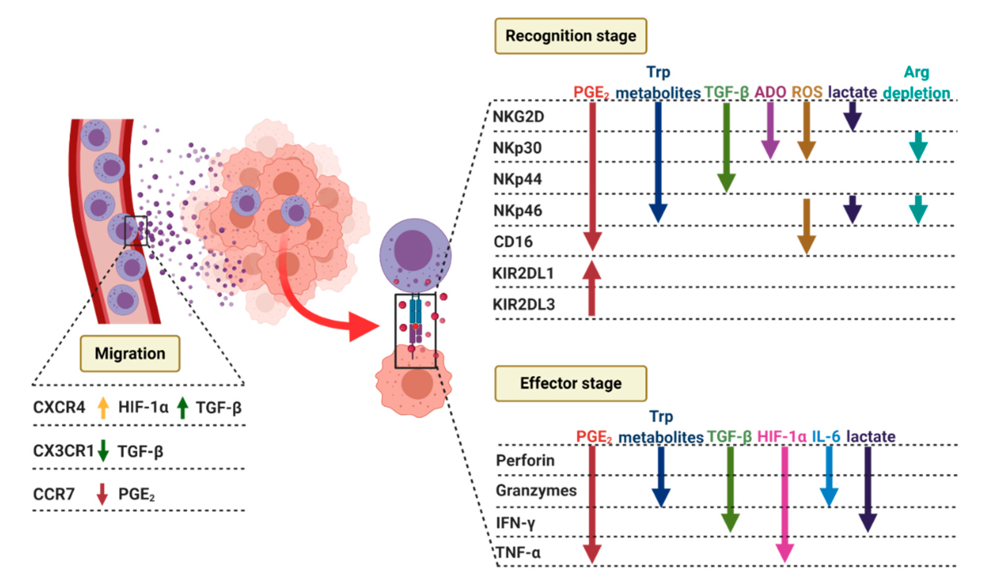 Cancers 12 03542 g004 Cancers 12 03542 g004