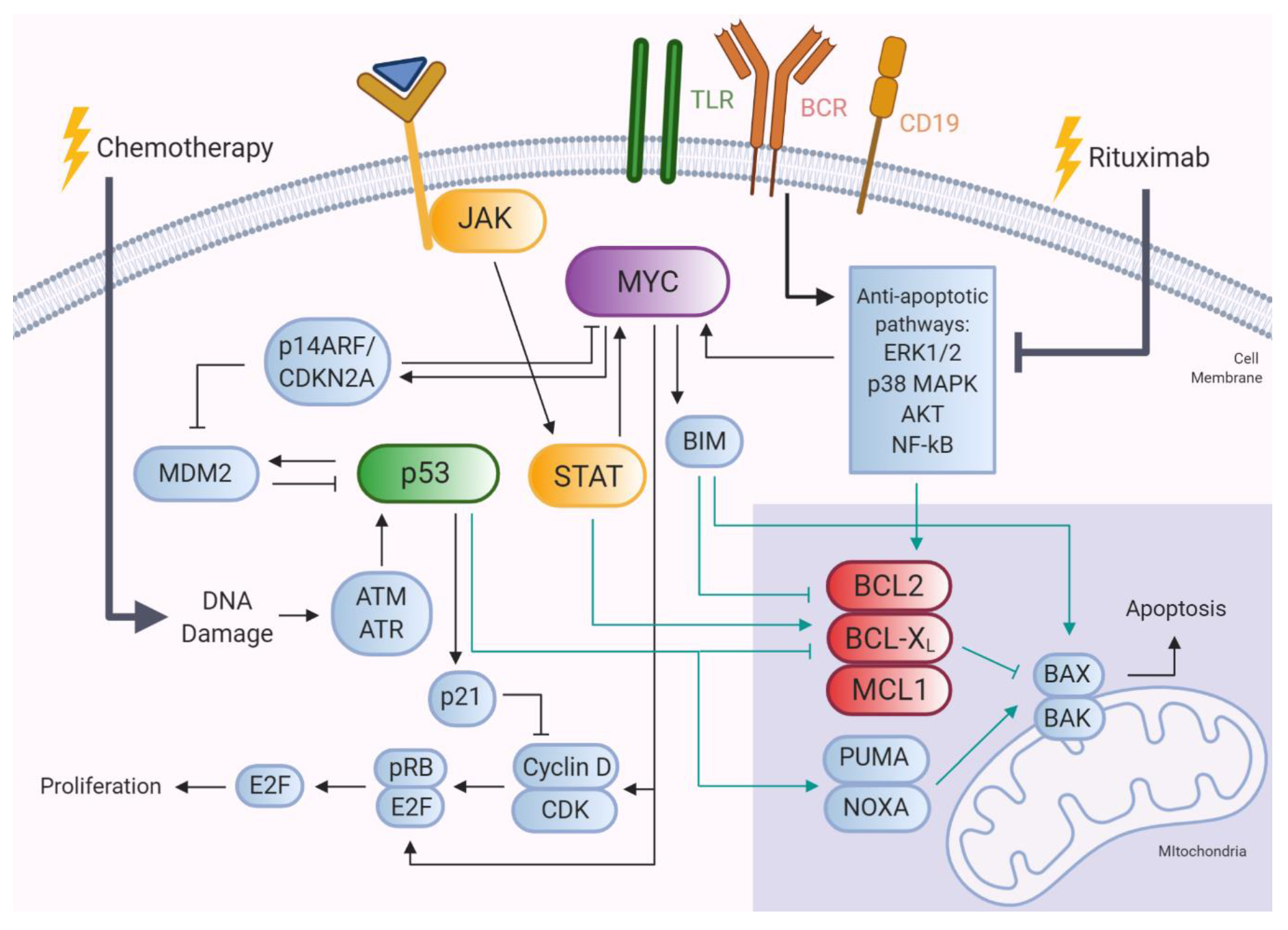Cancers 12 03553 g001 Cancers 12 03553 g001