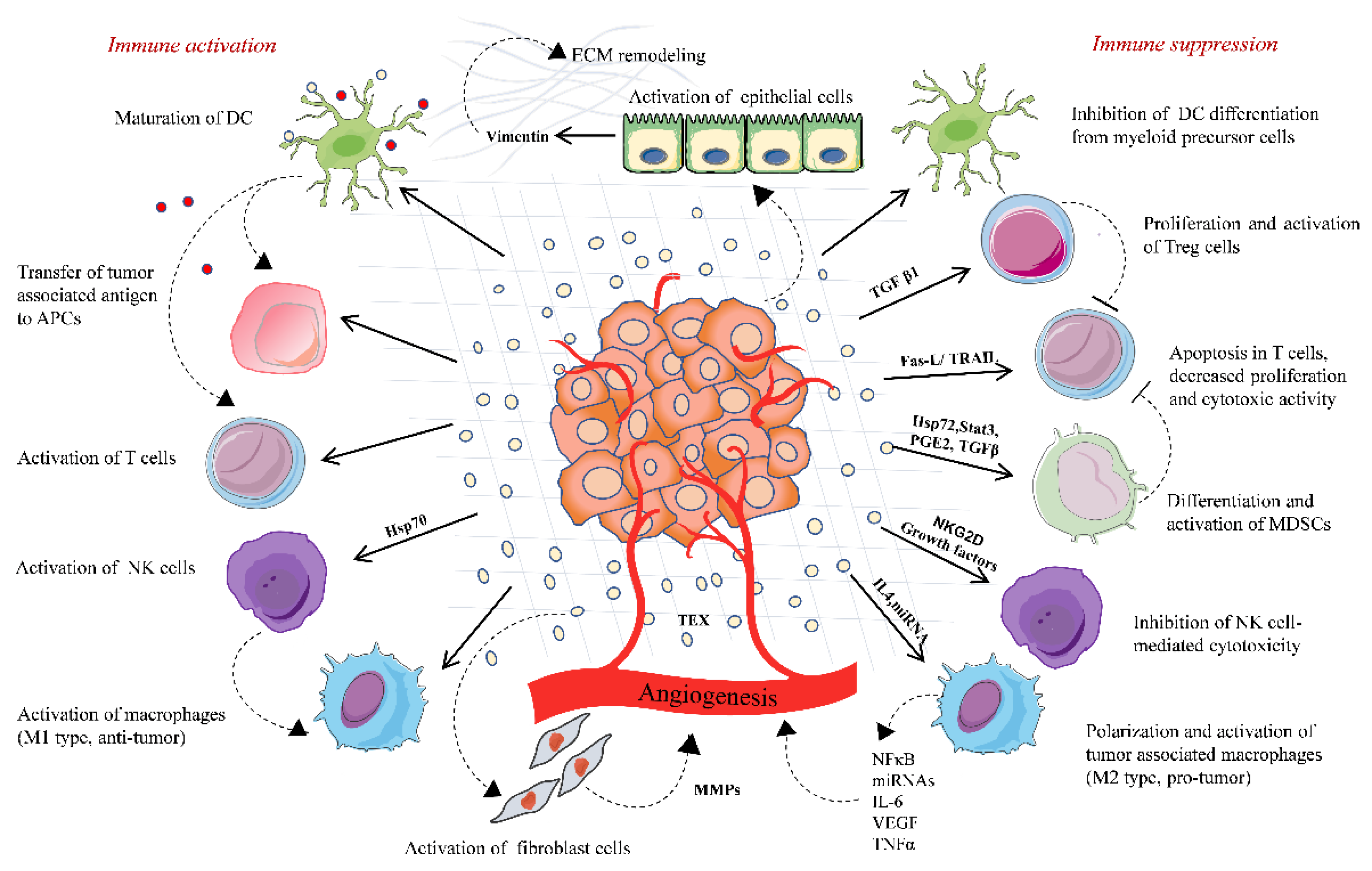 Cancers Free Full Text Emerging Role Of Extracellular Vesicles In Immune Regulation And
