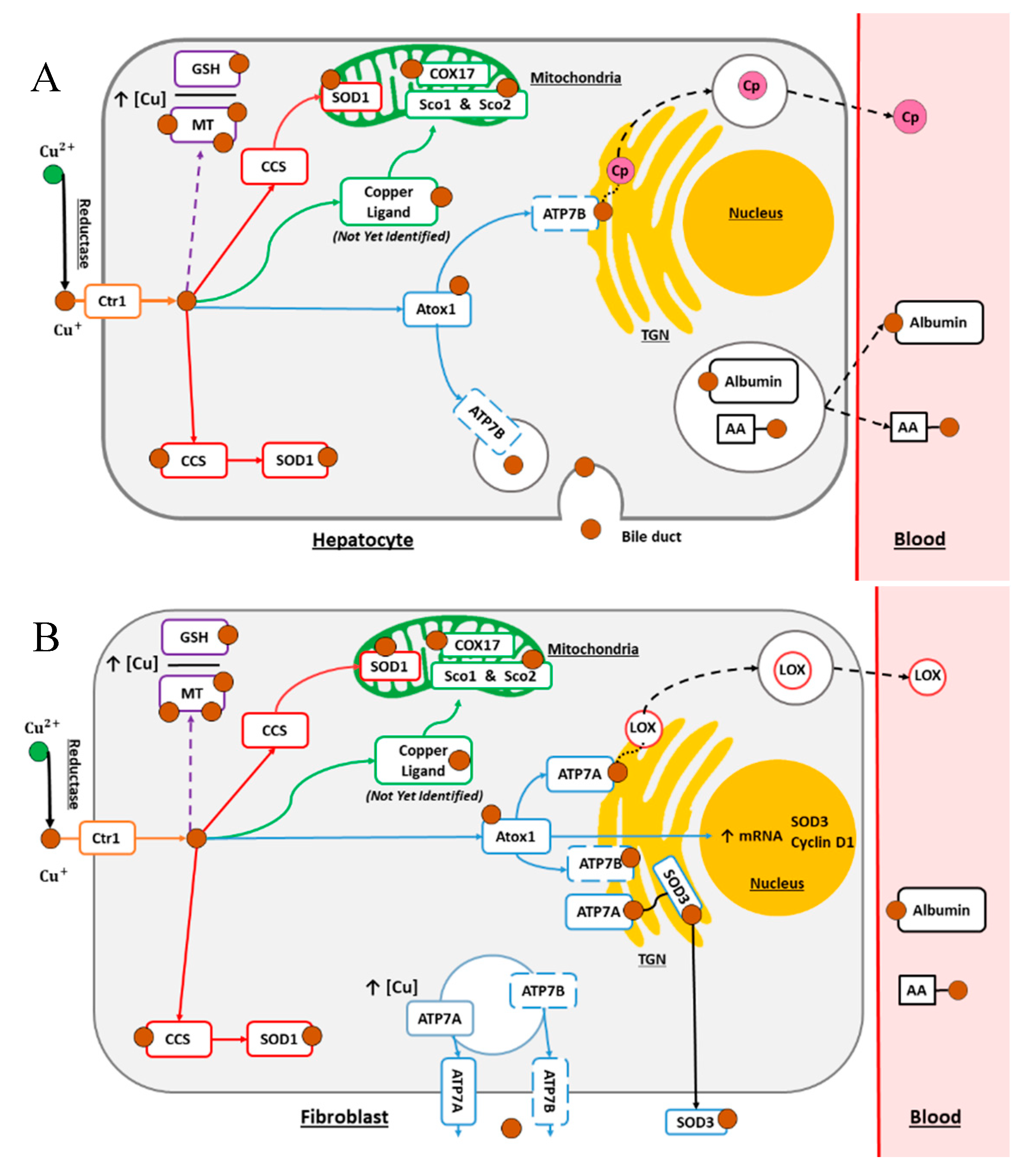 Cancers Free Full Text The Multifaceted Roles Of Copper In Cancer A Trace Metal Element With Dysregulated Metabolism But Also A Target Or A Bullet For Therapy Html