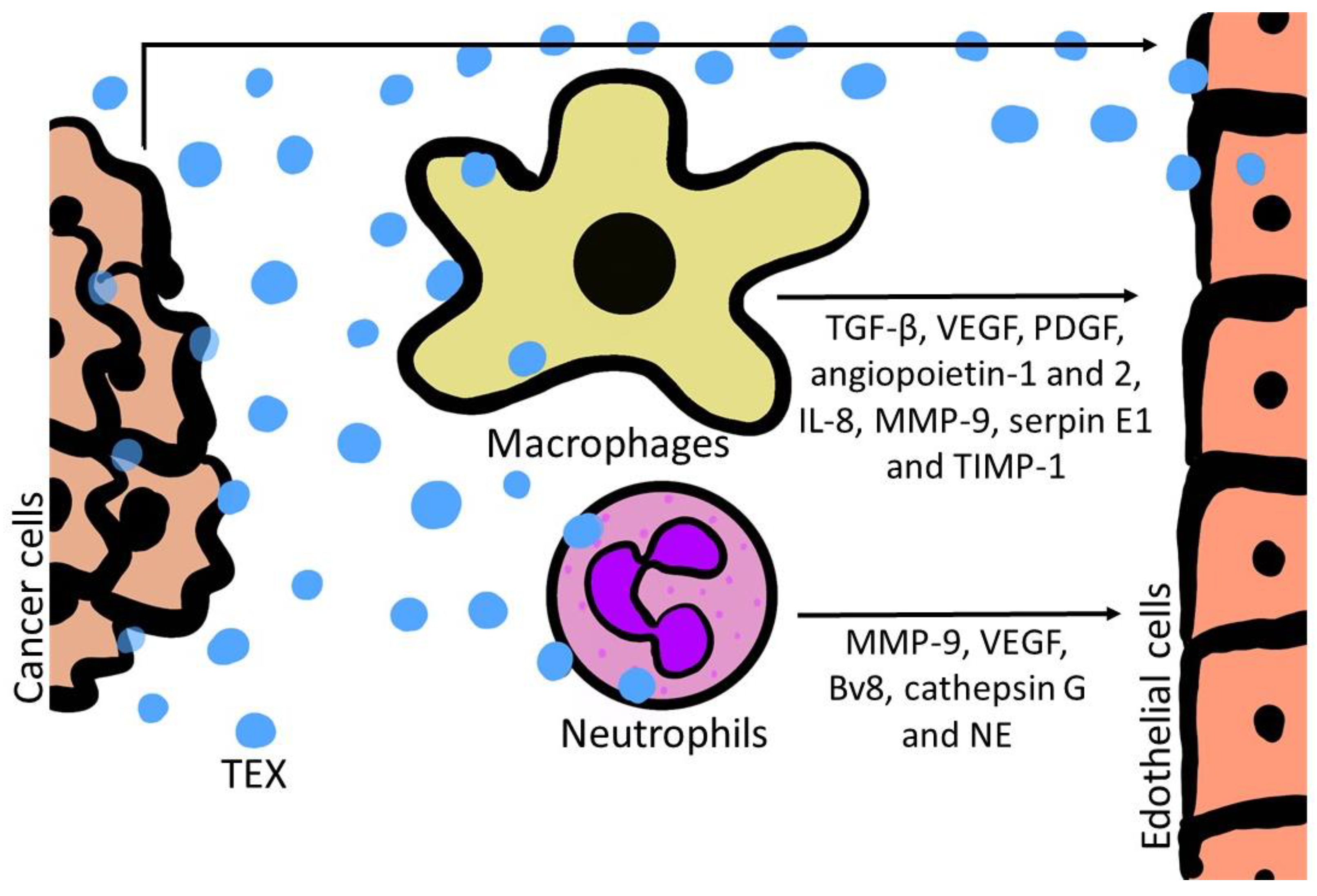 Cancers 12 03599 g003 Cancers 12 03599 g003