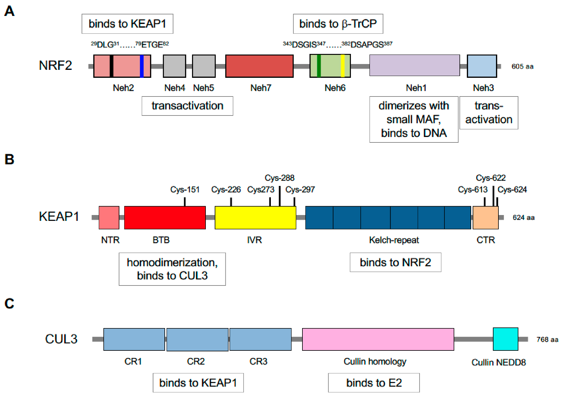 Cancers 12 03609 g003 Cancers 12 03609 g003