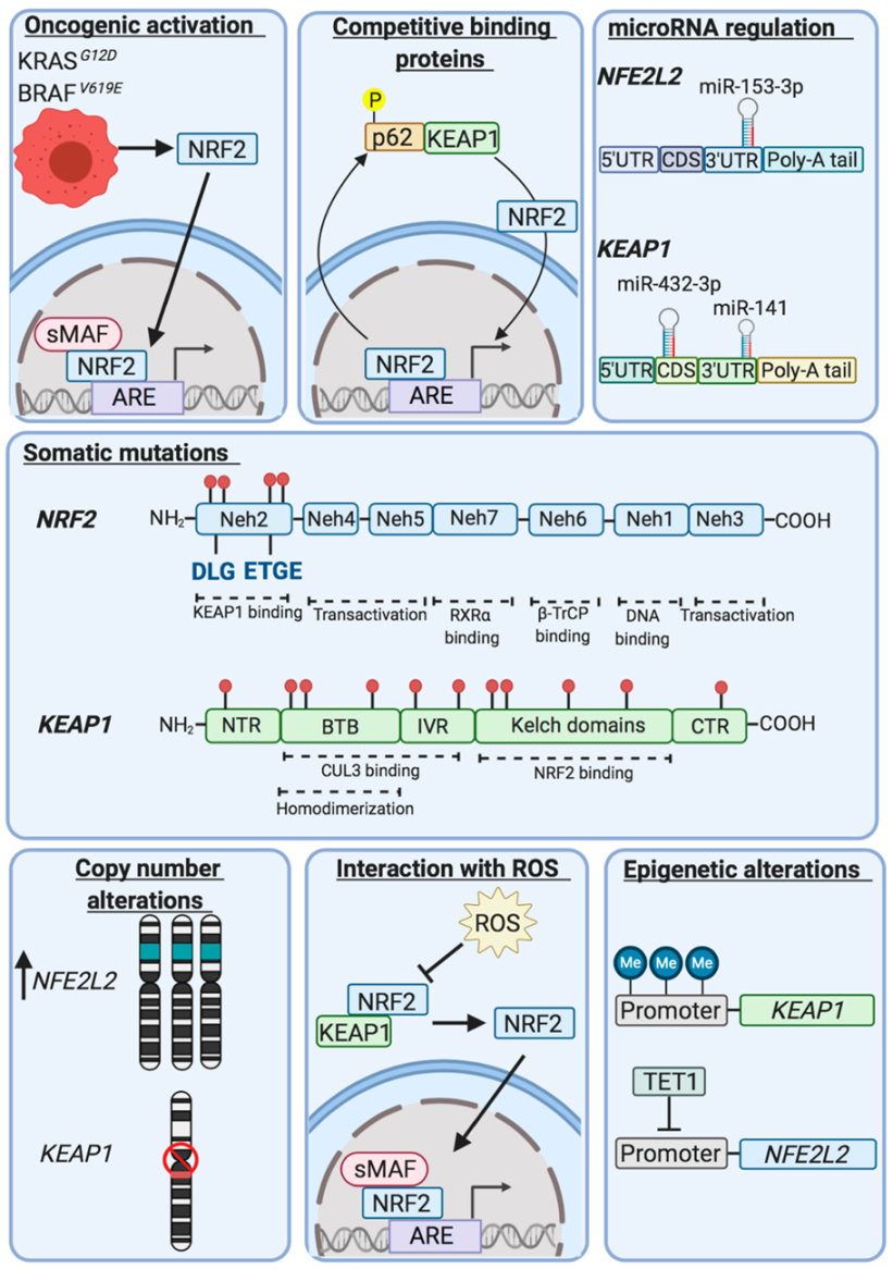 Cancers 12 03609 g005 Cancers 12 03609 g005
