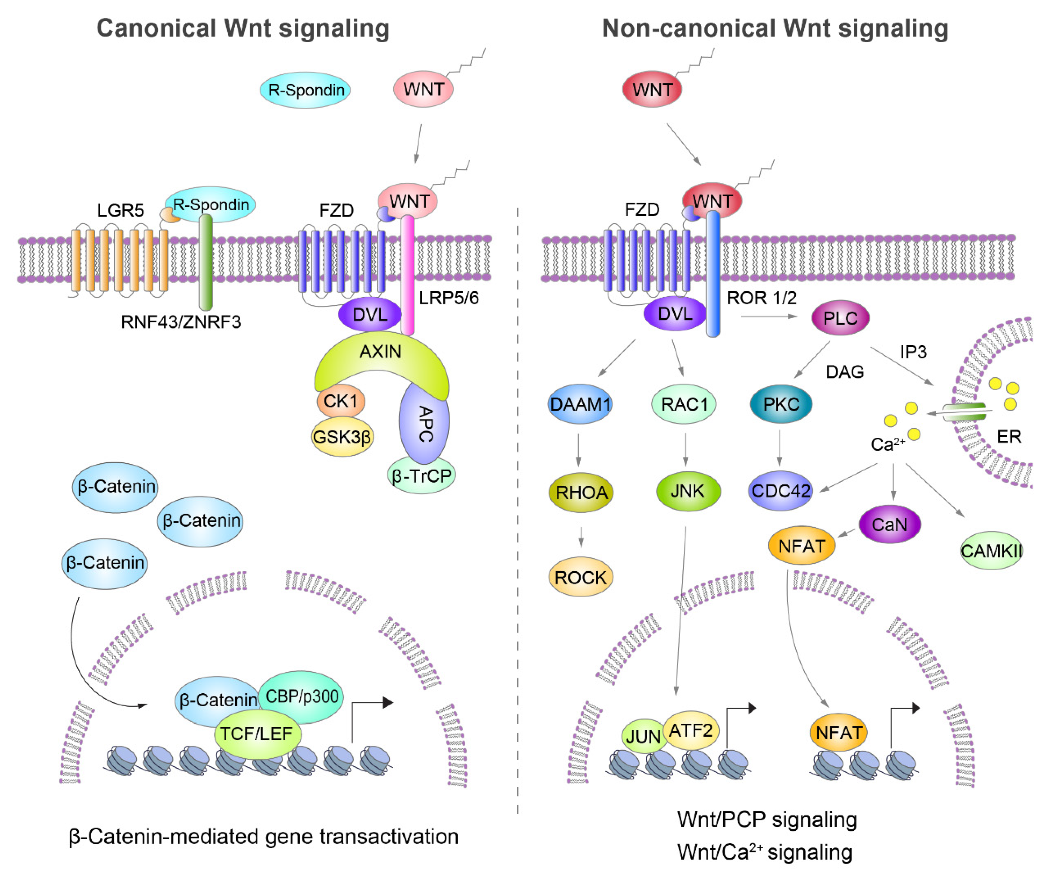 Cancers Free Full Text Targeting Wnt Signaling For Gastrointestinal Cancer Therapy Present And Evolving Views Html