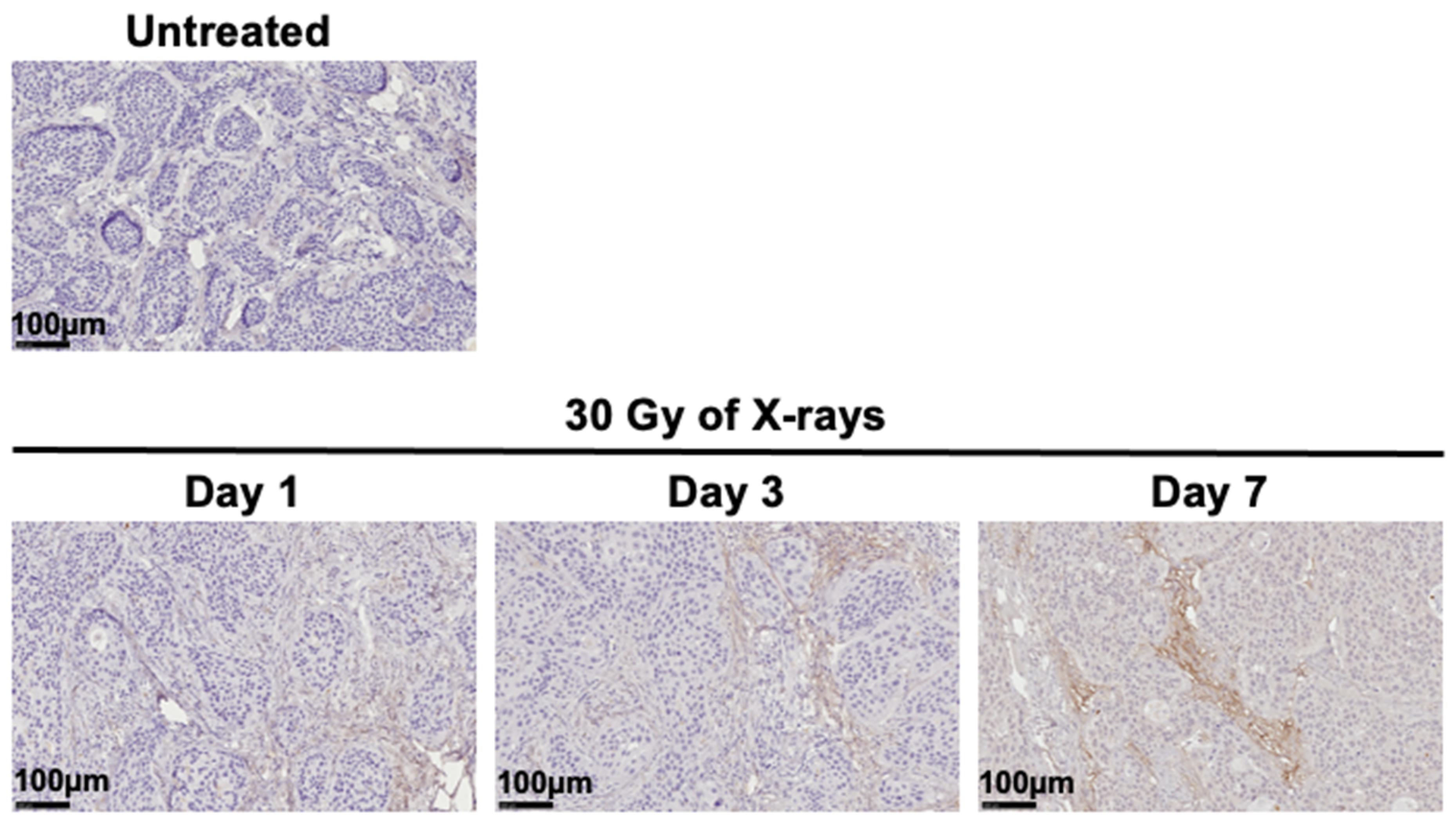 Cancers 12 03652 g002