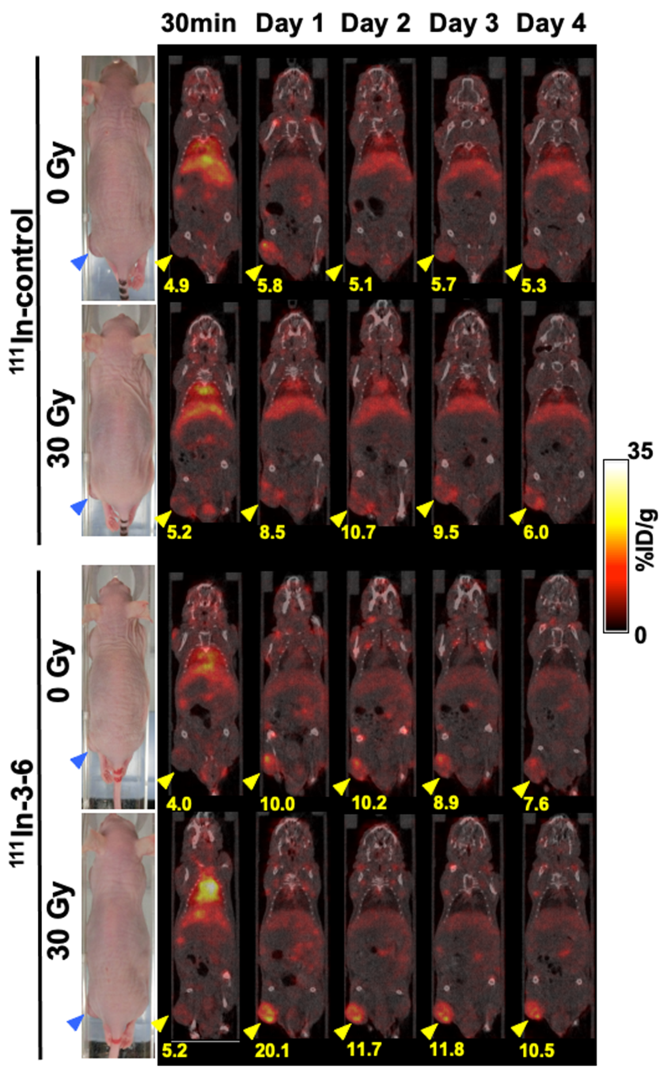 Cancers 12 03652 g006