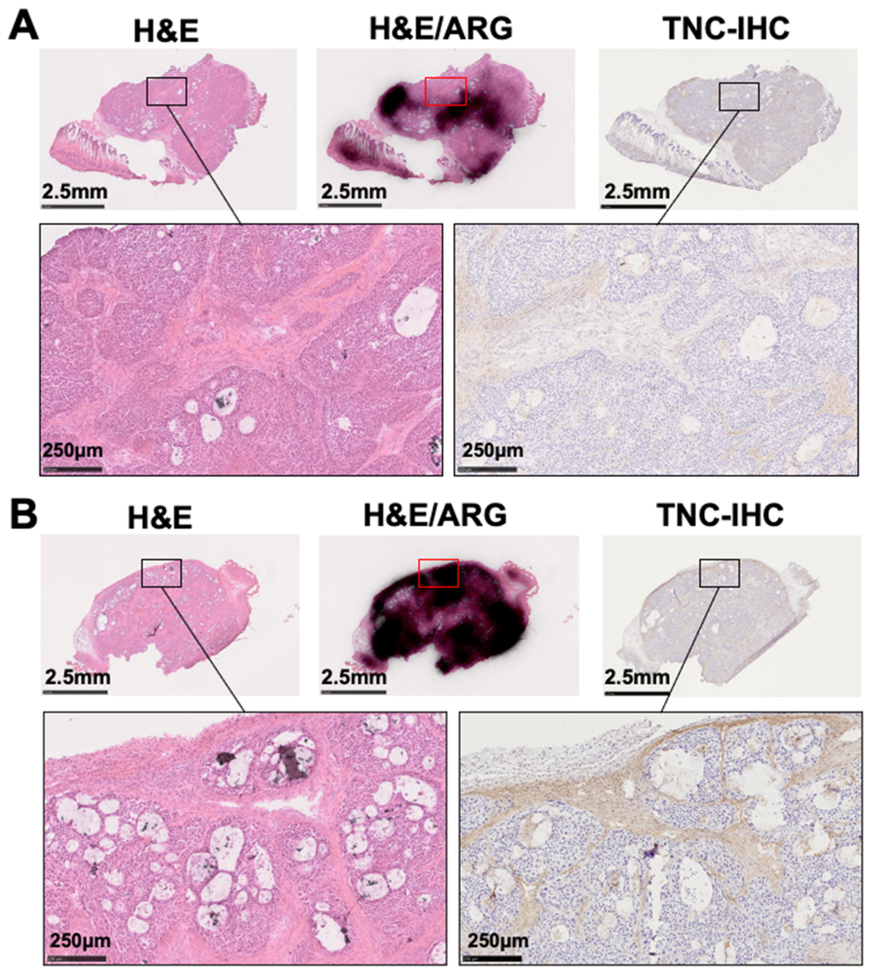 Cancers 12 03652 g008