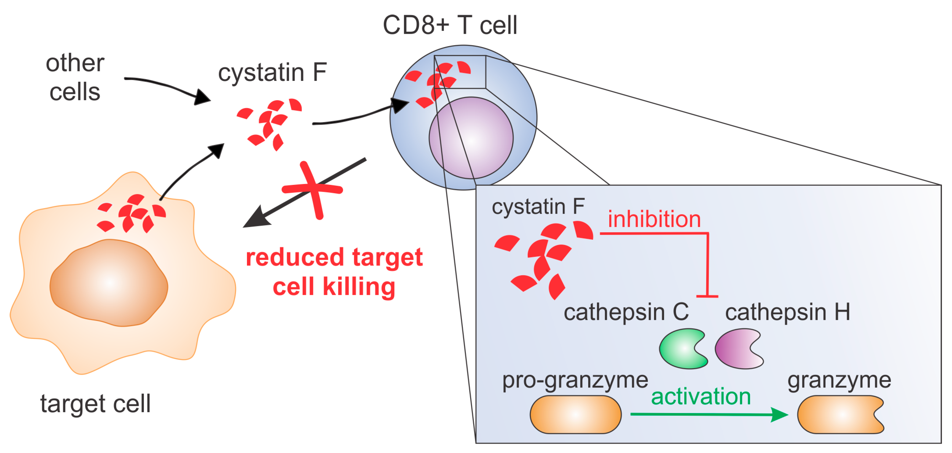 Cancers 12 03660 g007