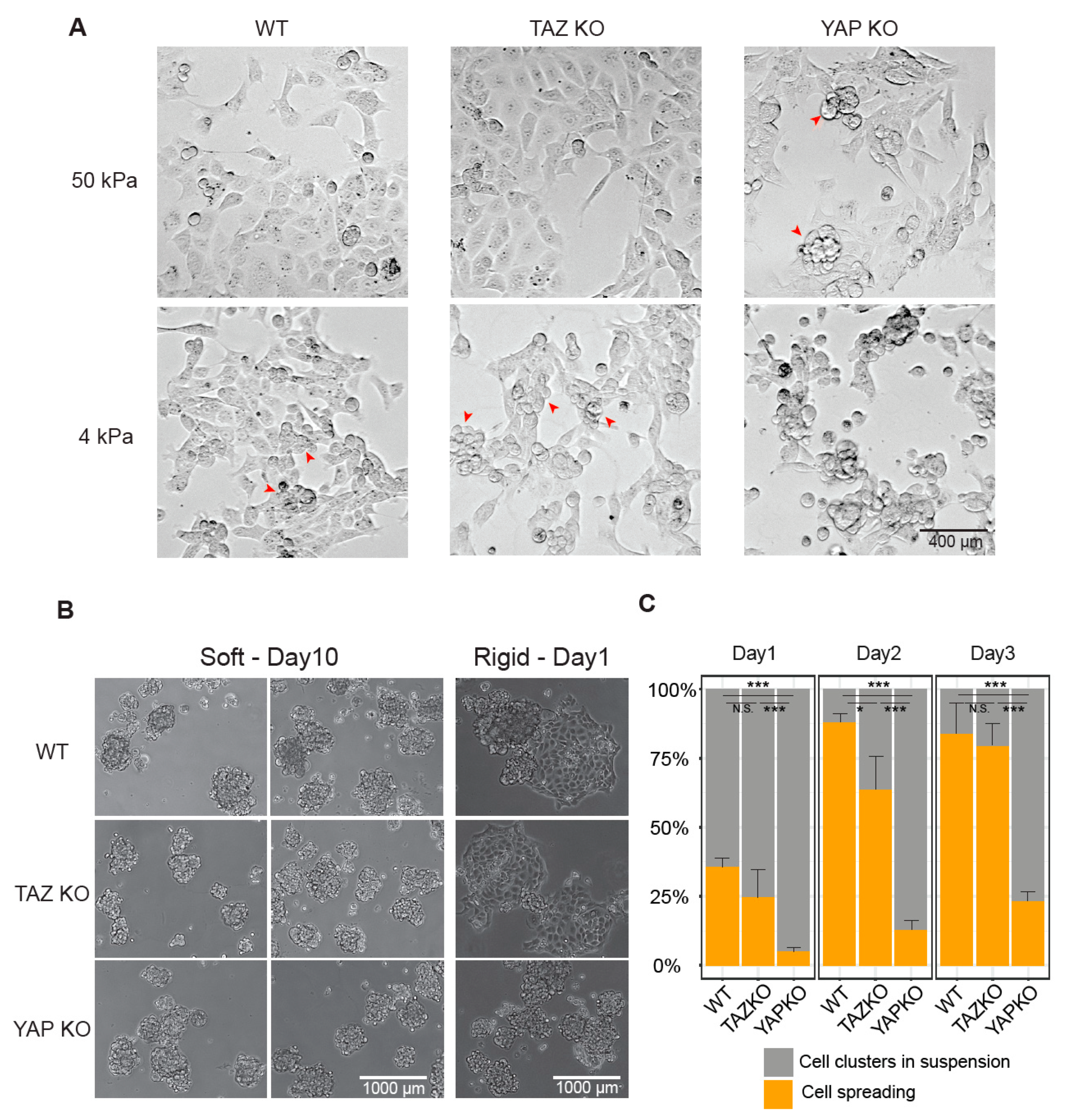 Cancers 12 03667 g004