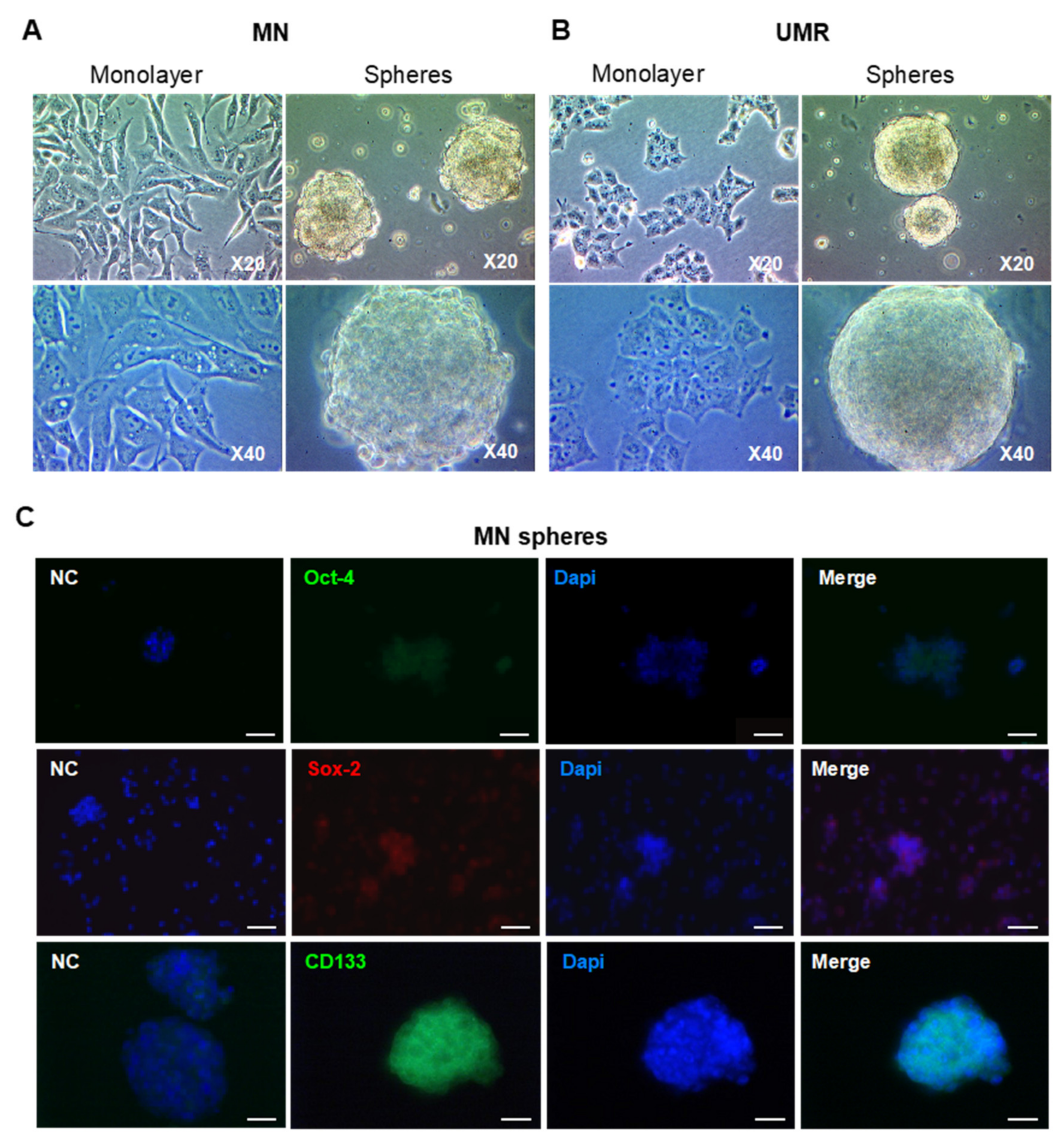 Cancers 12 03675 g002a Cancers 12 03675 g002a