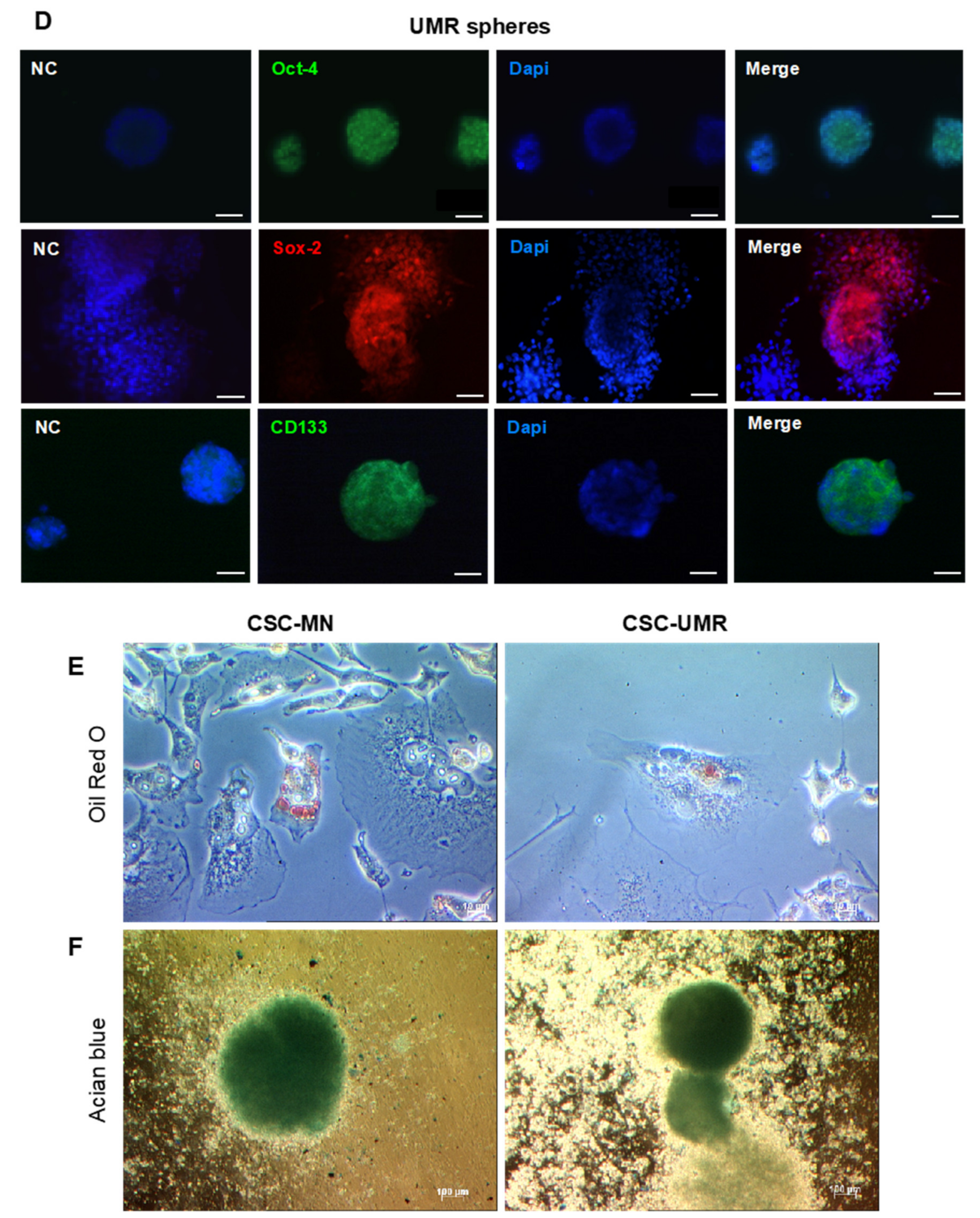 Cancers 12 03675 g002b Cancers 12 03675 g002b