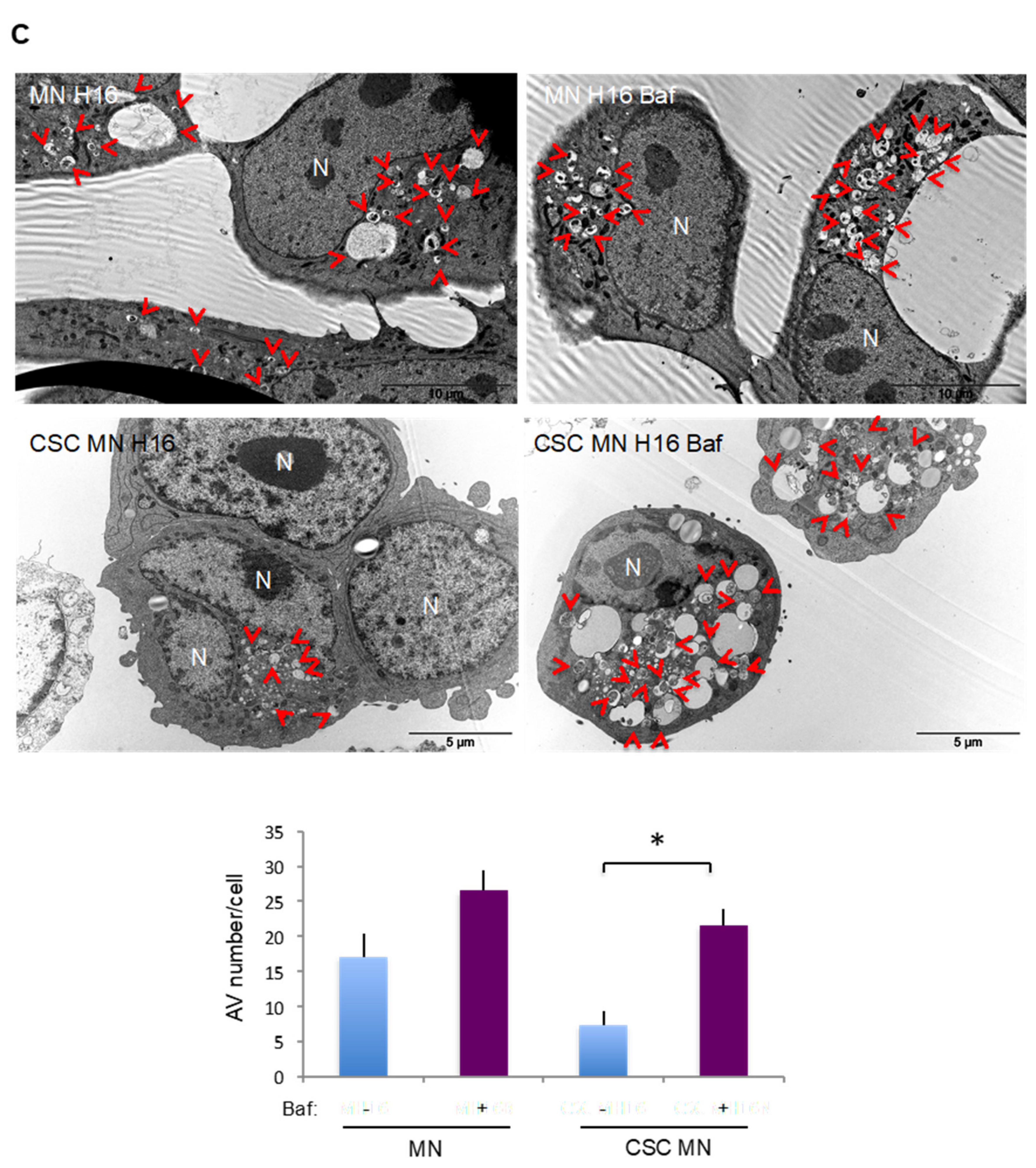 Cancers 12 03675 g003b Cancers 12 03675 g003b