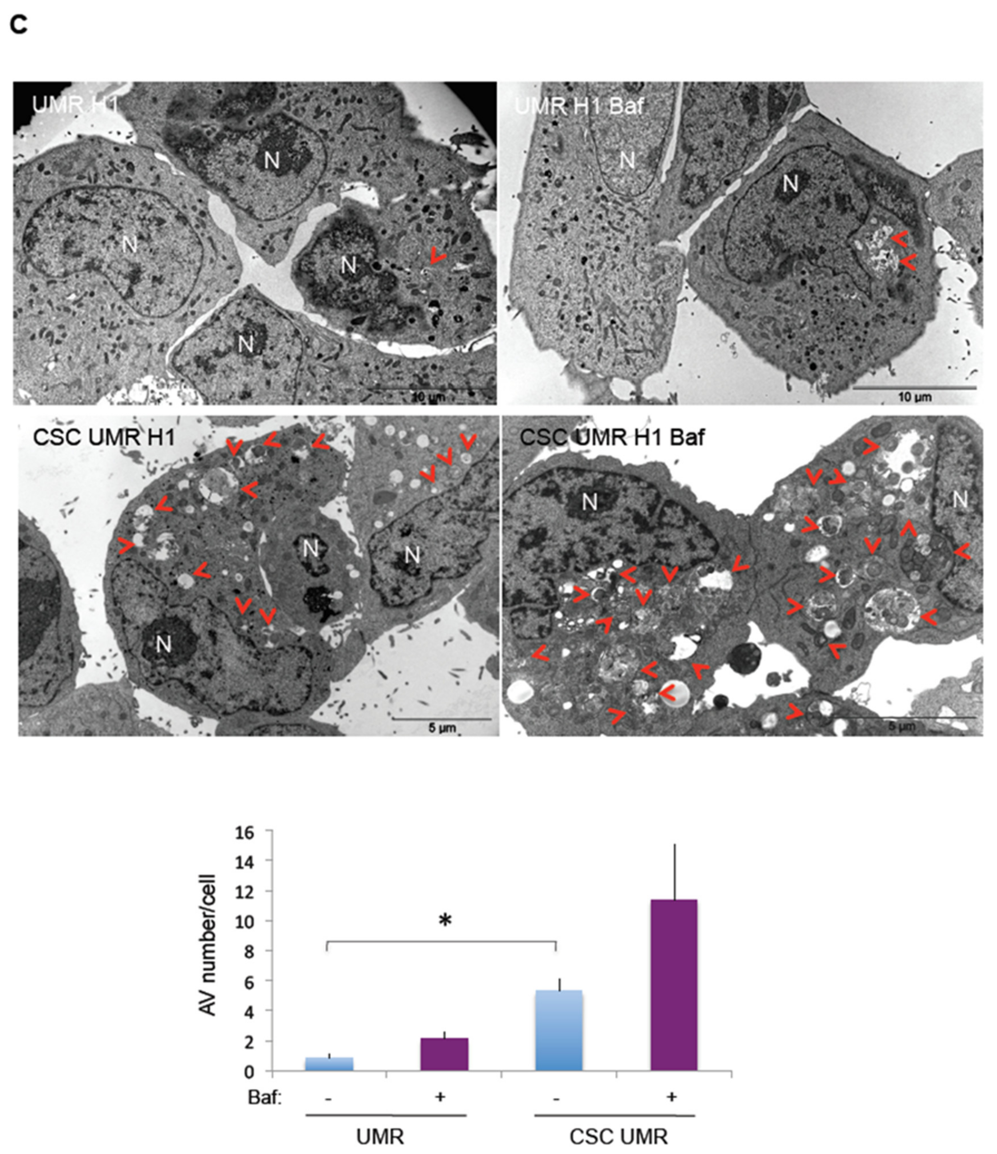 Cancers 12 03675 g004b Cancers 12 03675 g004b