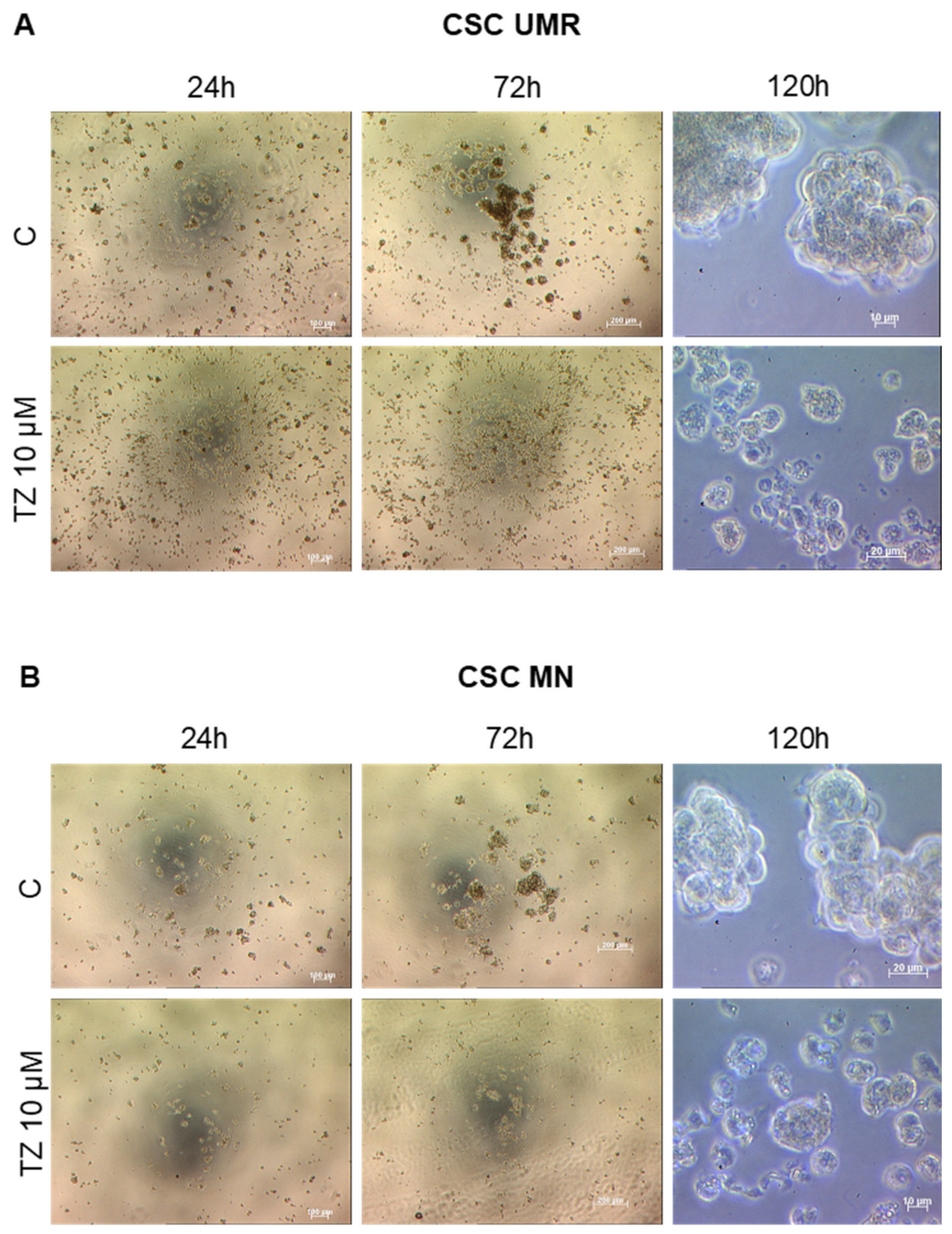 Cancers 12 03675 g006a Cancers 12 03675 g006a