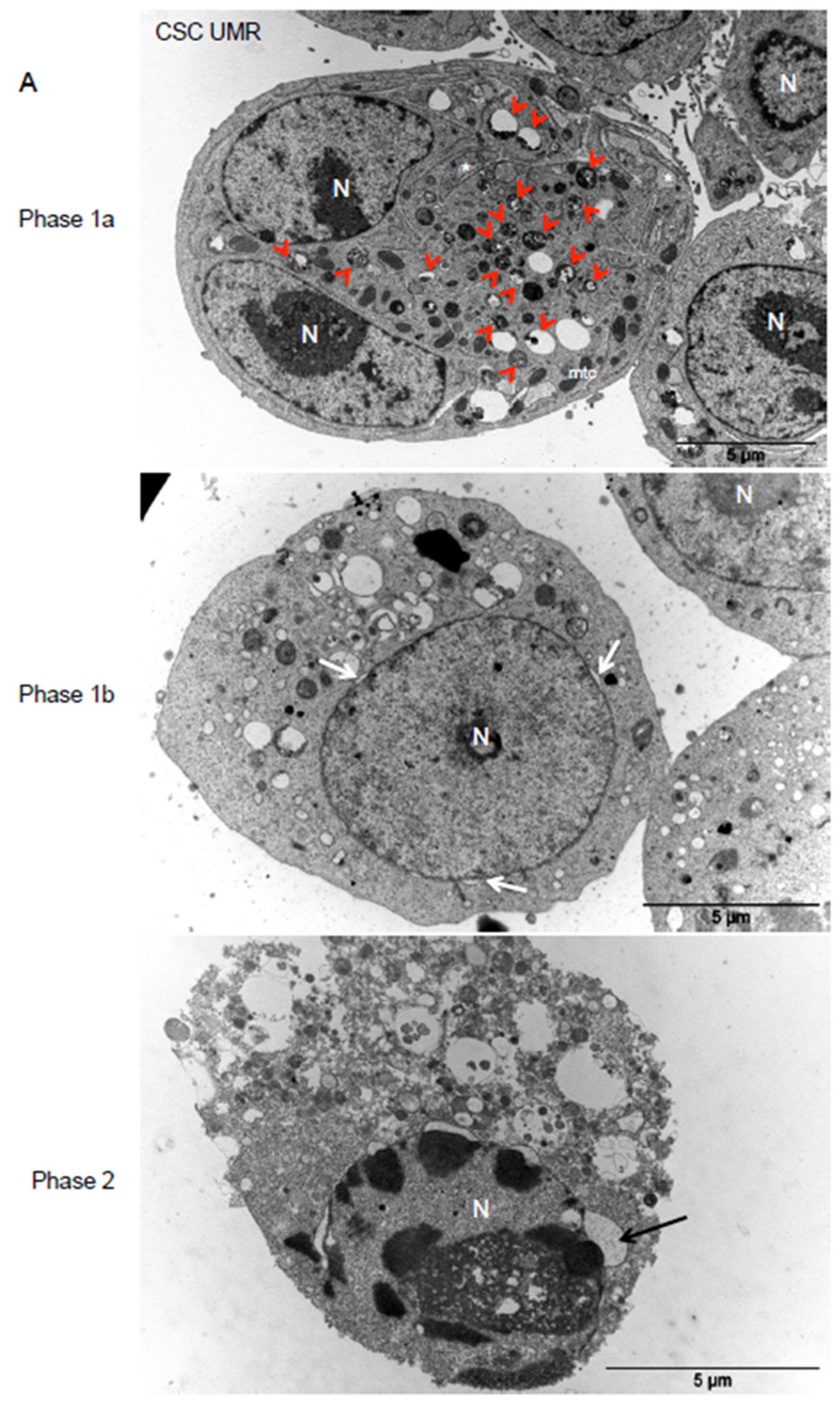 Cancers 12 03675 g007a Cancers 12 03675 g007a