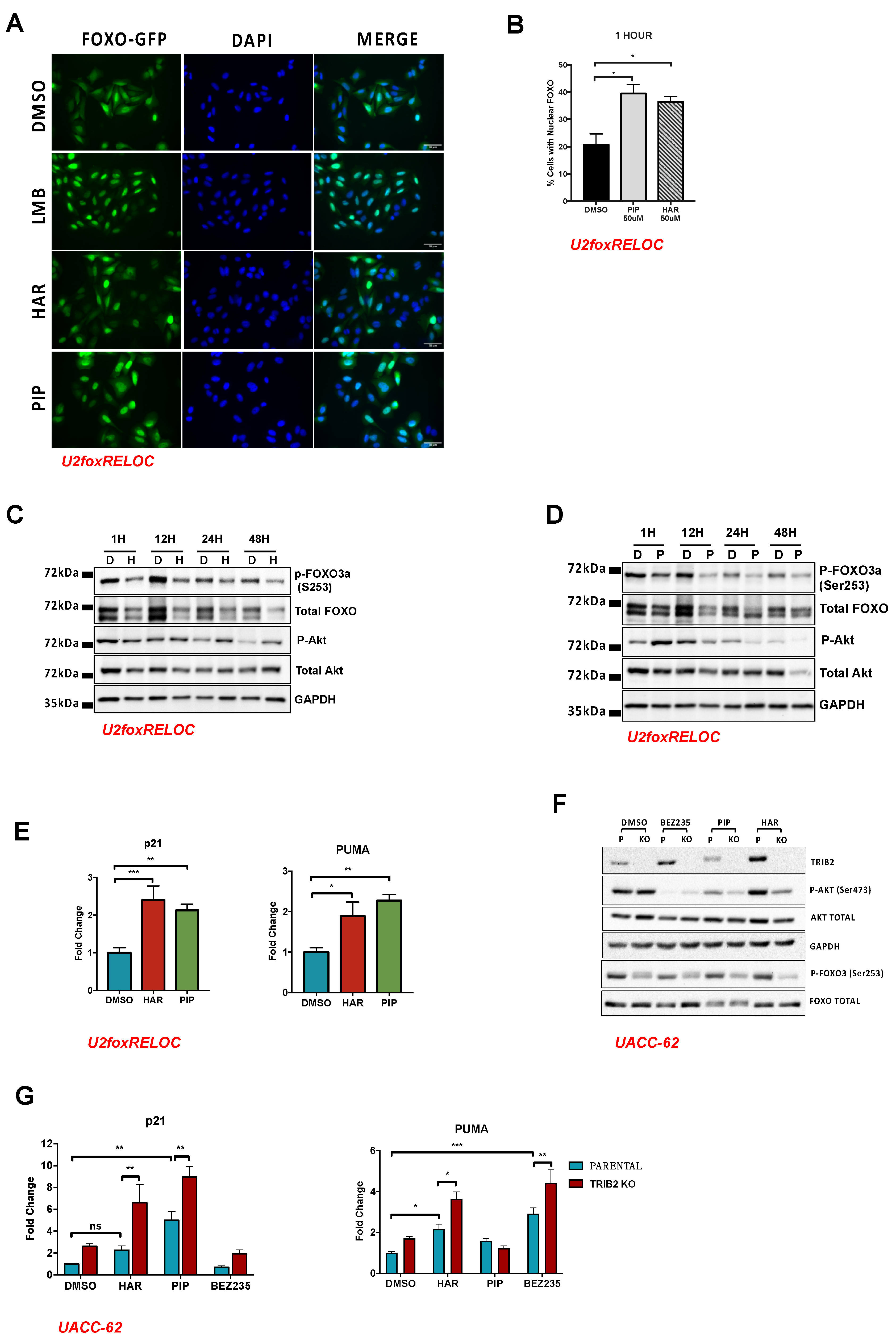 Cancers 12 03689 g003 Cancers 12 03689 g003