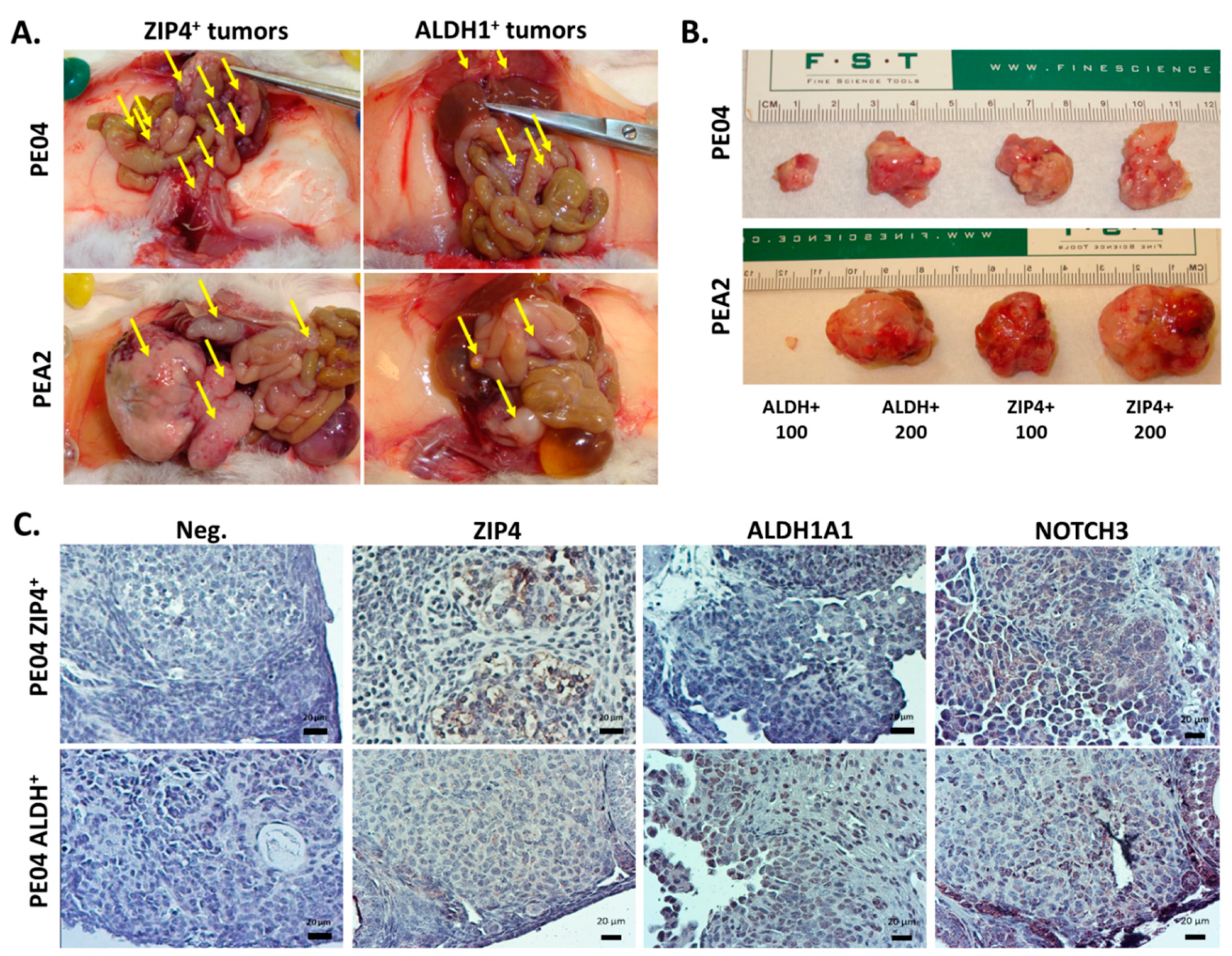 Cancers 12 03692 g004