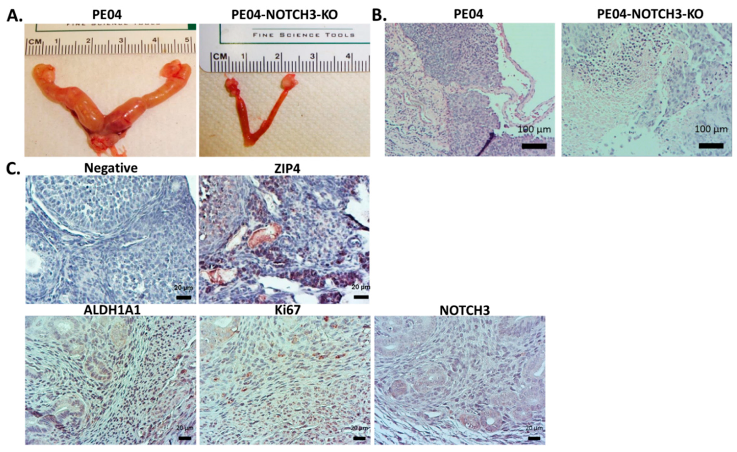 Cancers 12 03692 g007