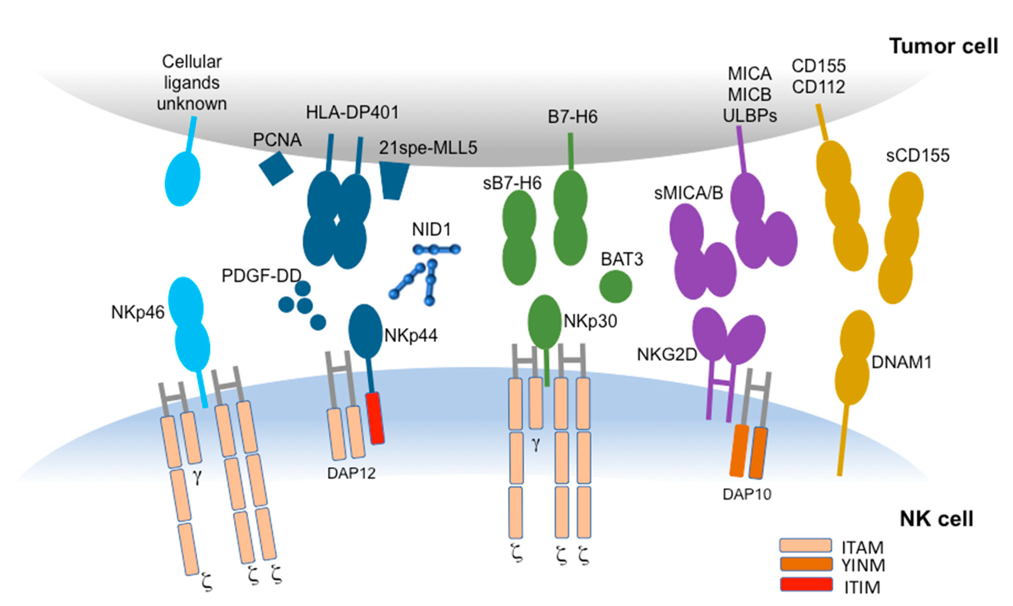 Role of the Main Non HLA-Specific Activating NK Receptors in