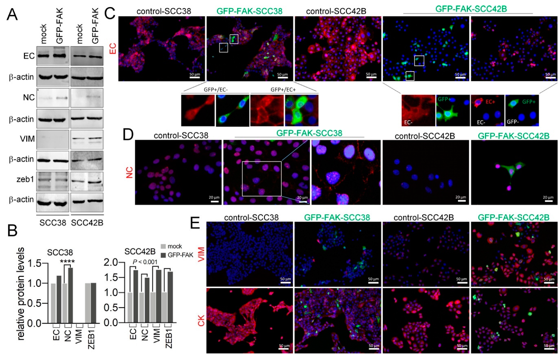 Cancers 12 03708 g007 Cancers 12 03708 g007