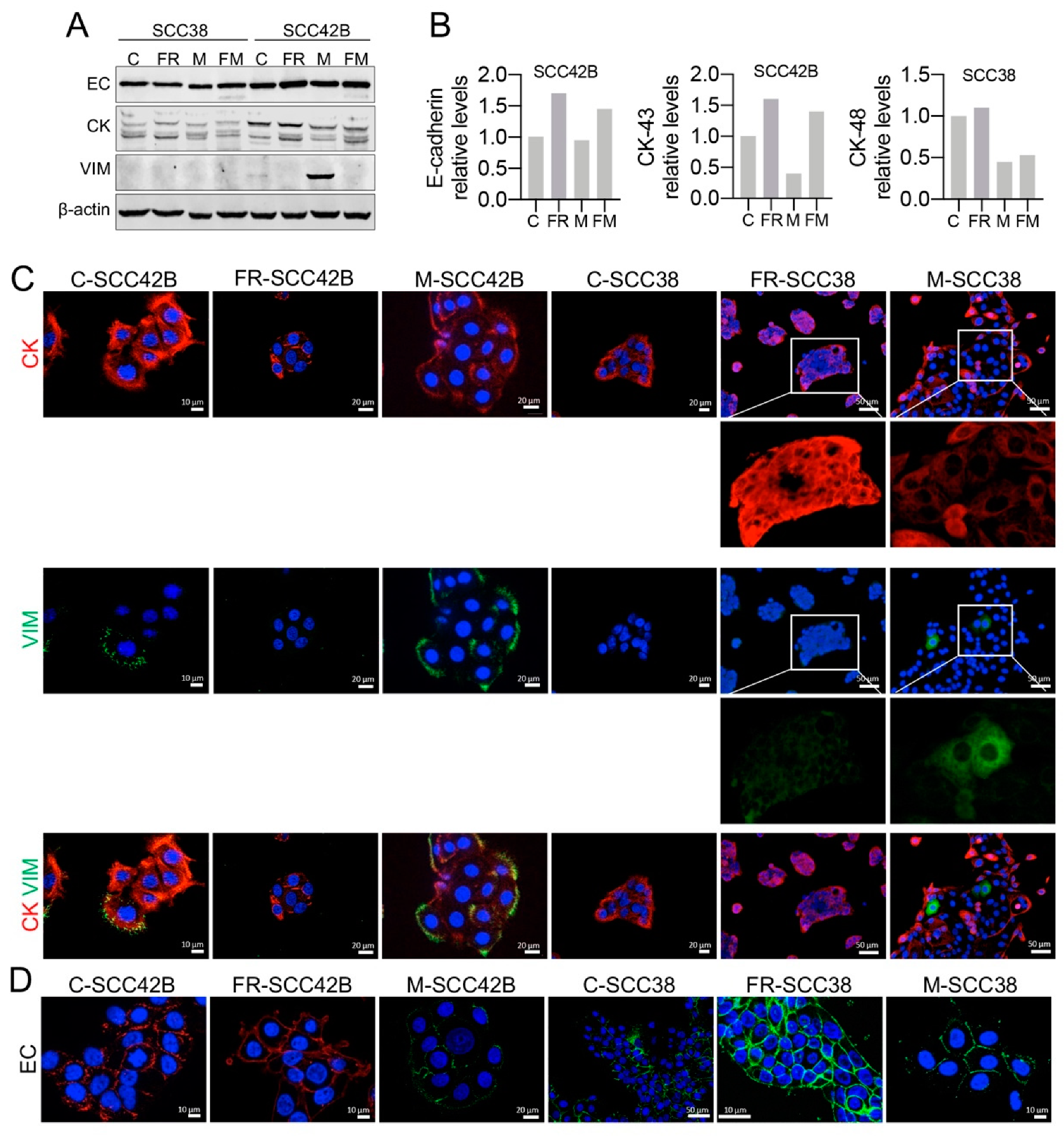 Cancers 12 03708 g008 Cancers 12 03708 g008