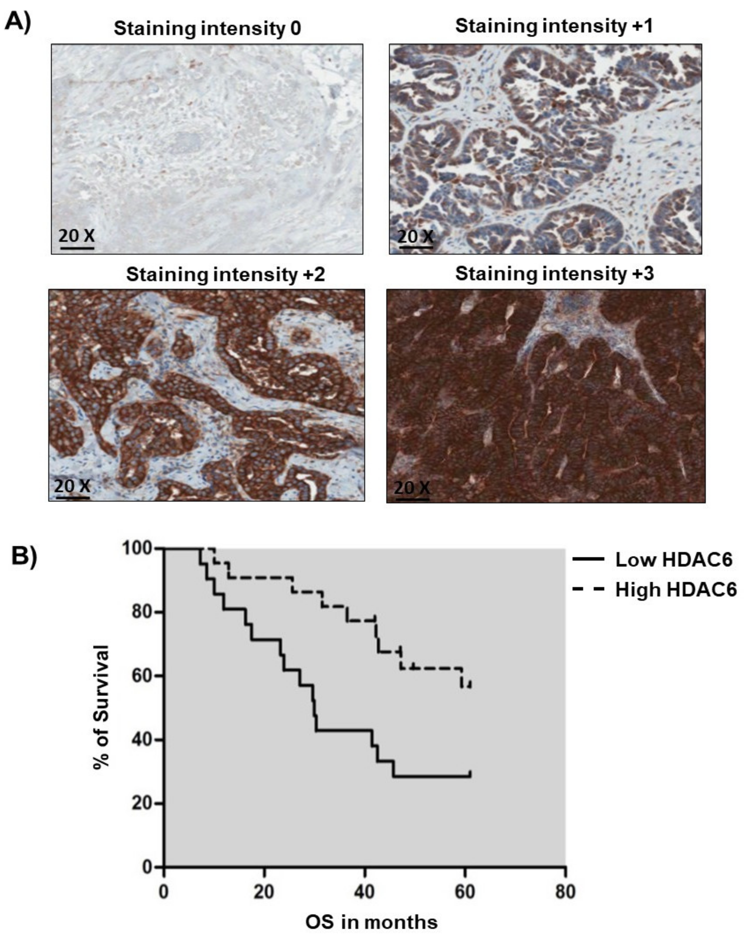Cancers 12 03734 g001 Cancers 12 03734 g001