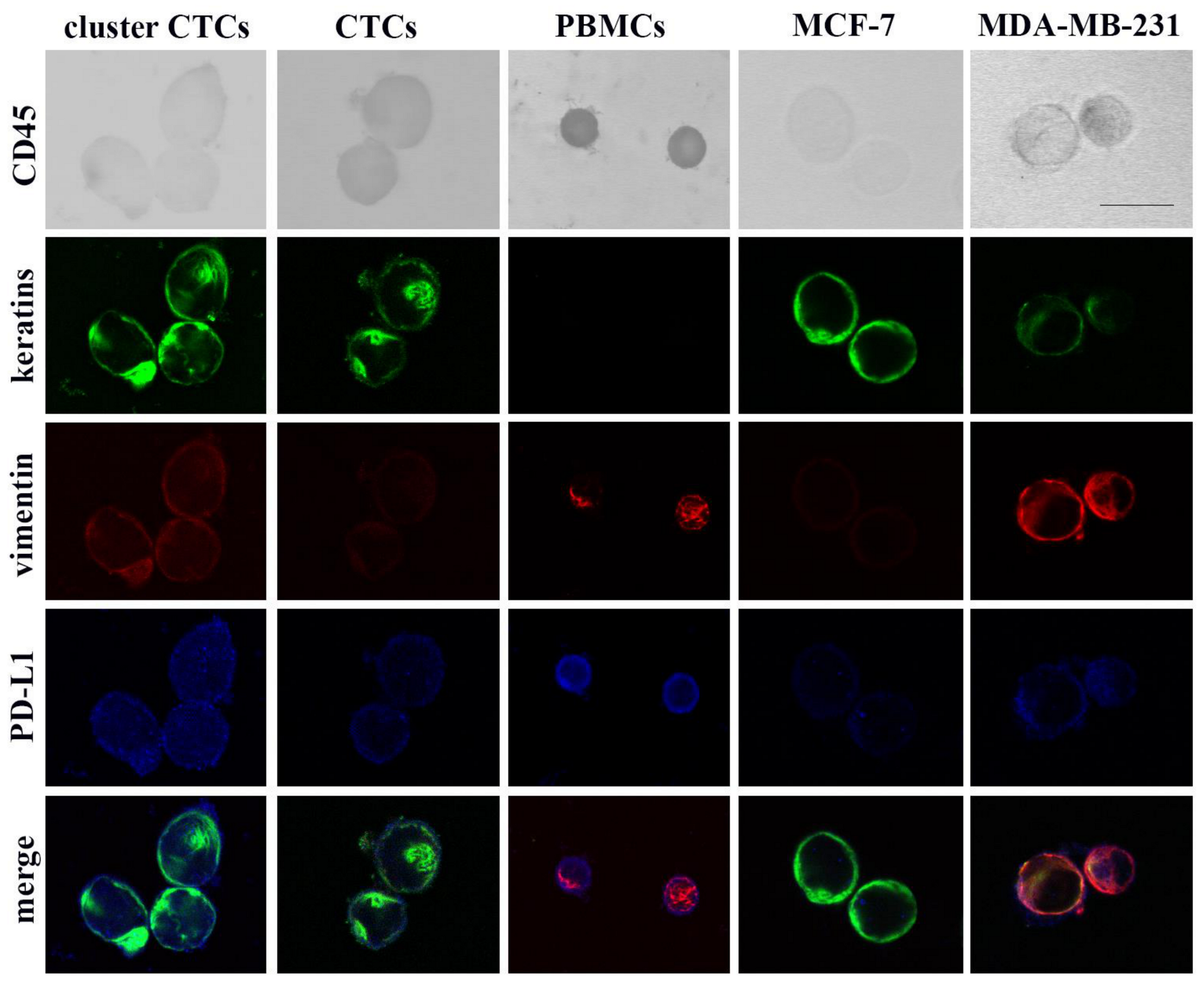 Cancers 12 03735 g001 Cancers 12 03735 g001