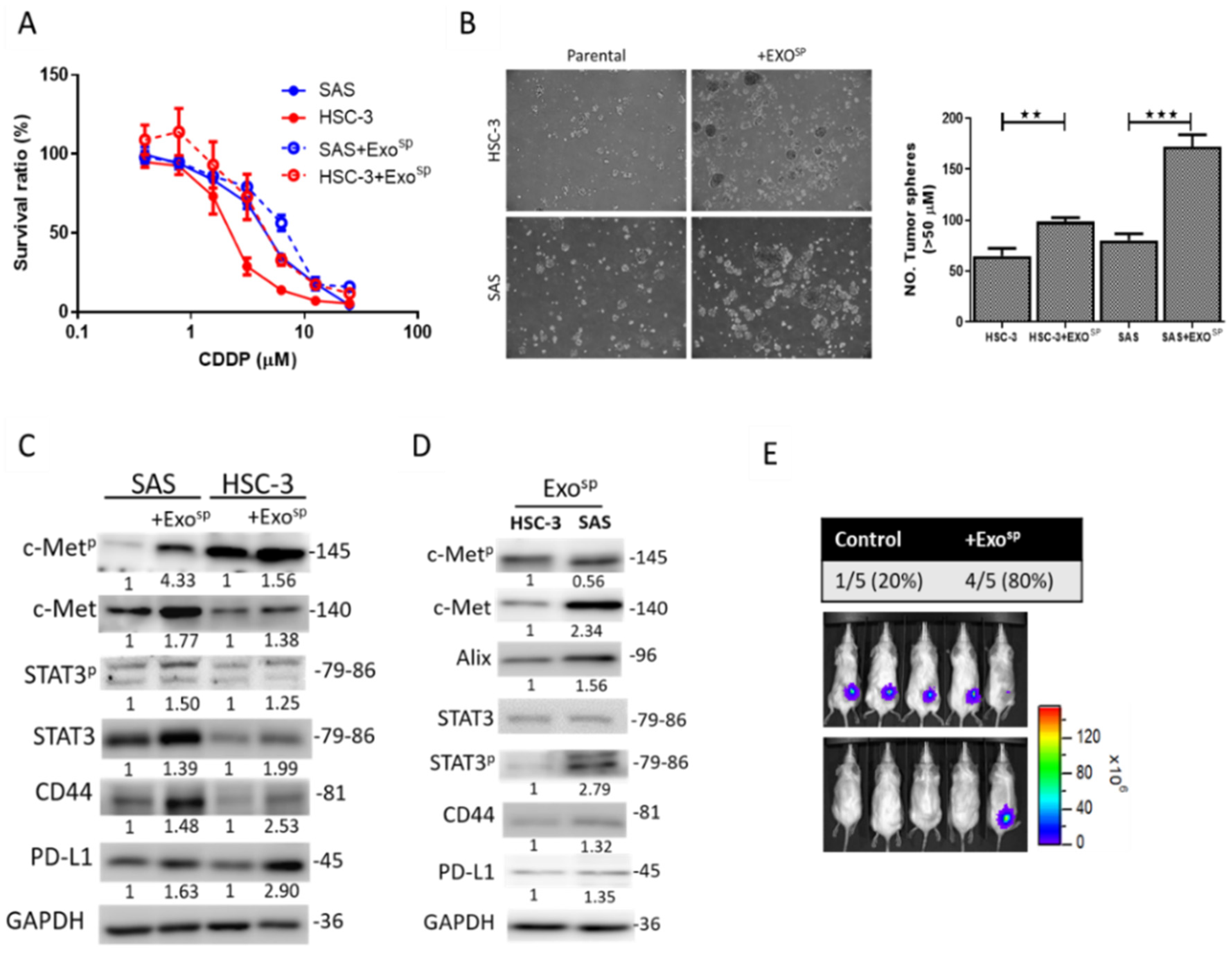 Cancers 12 03759 g002