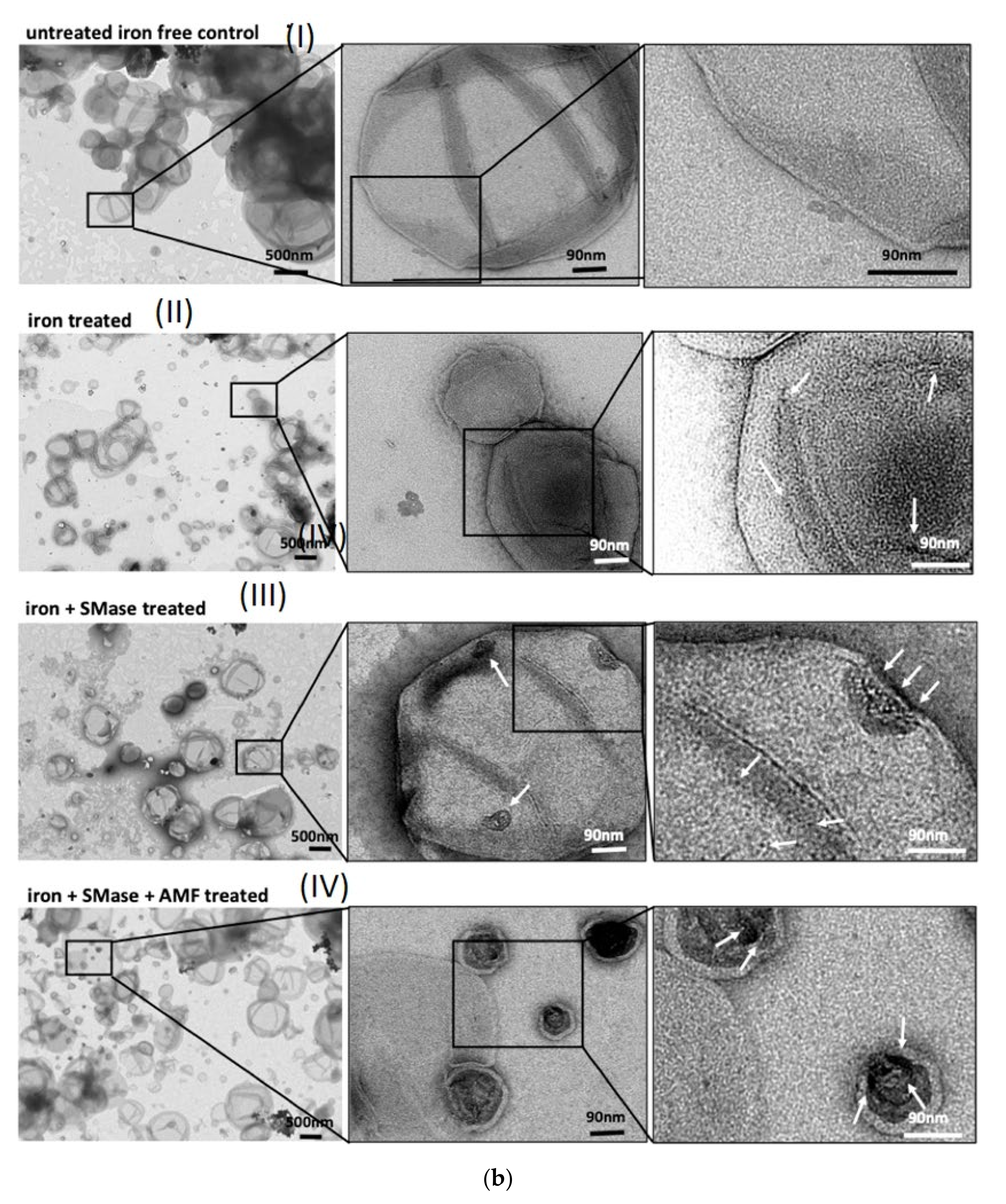 Cancers 12 03767 g001b