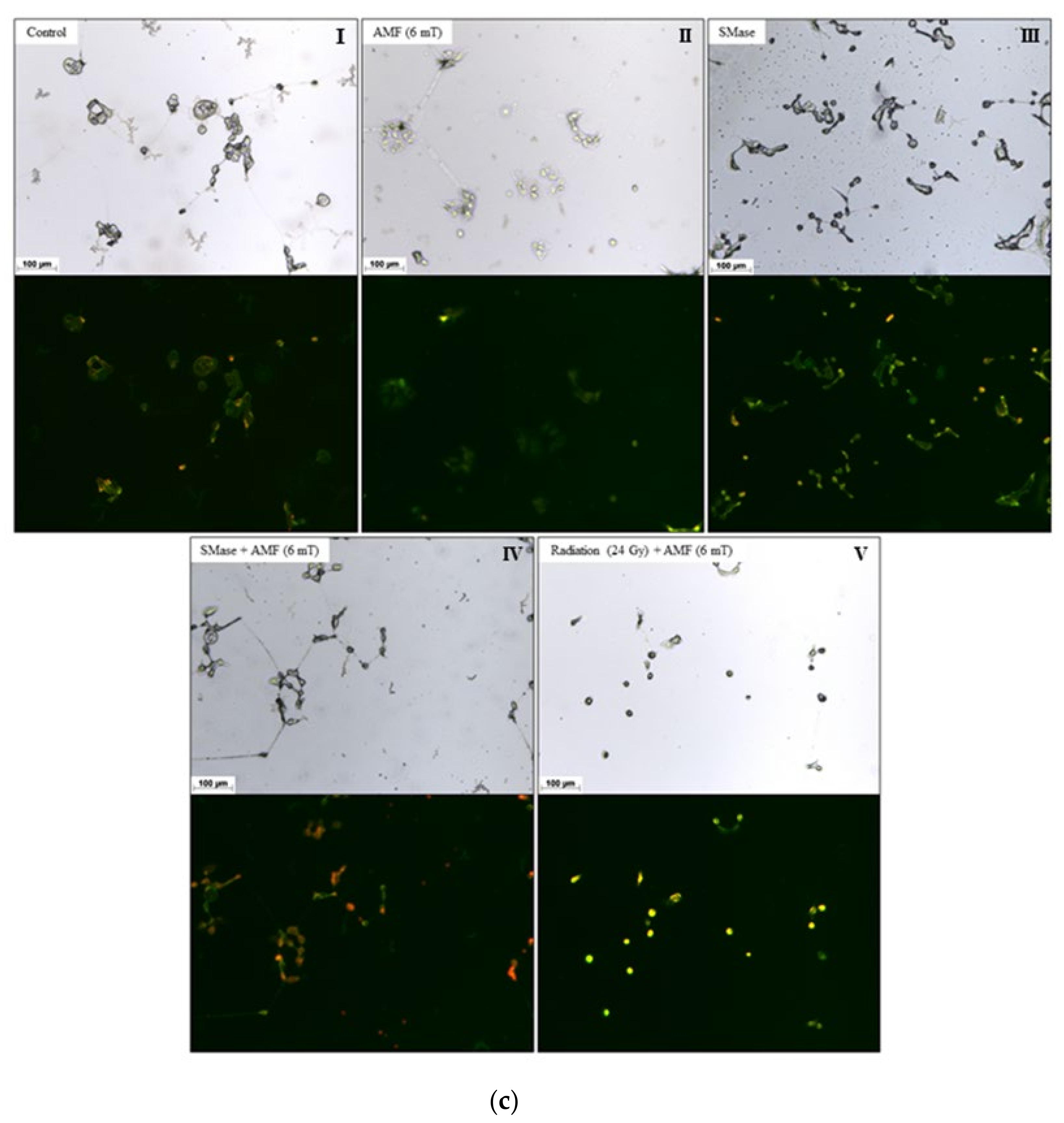 Cancers 12 03767 g002c