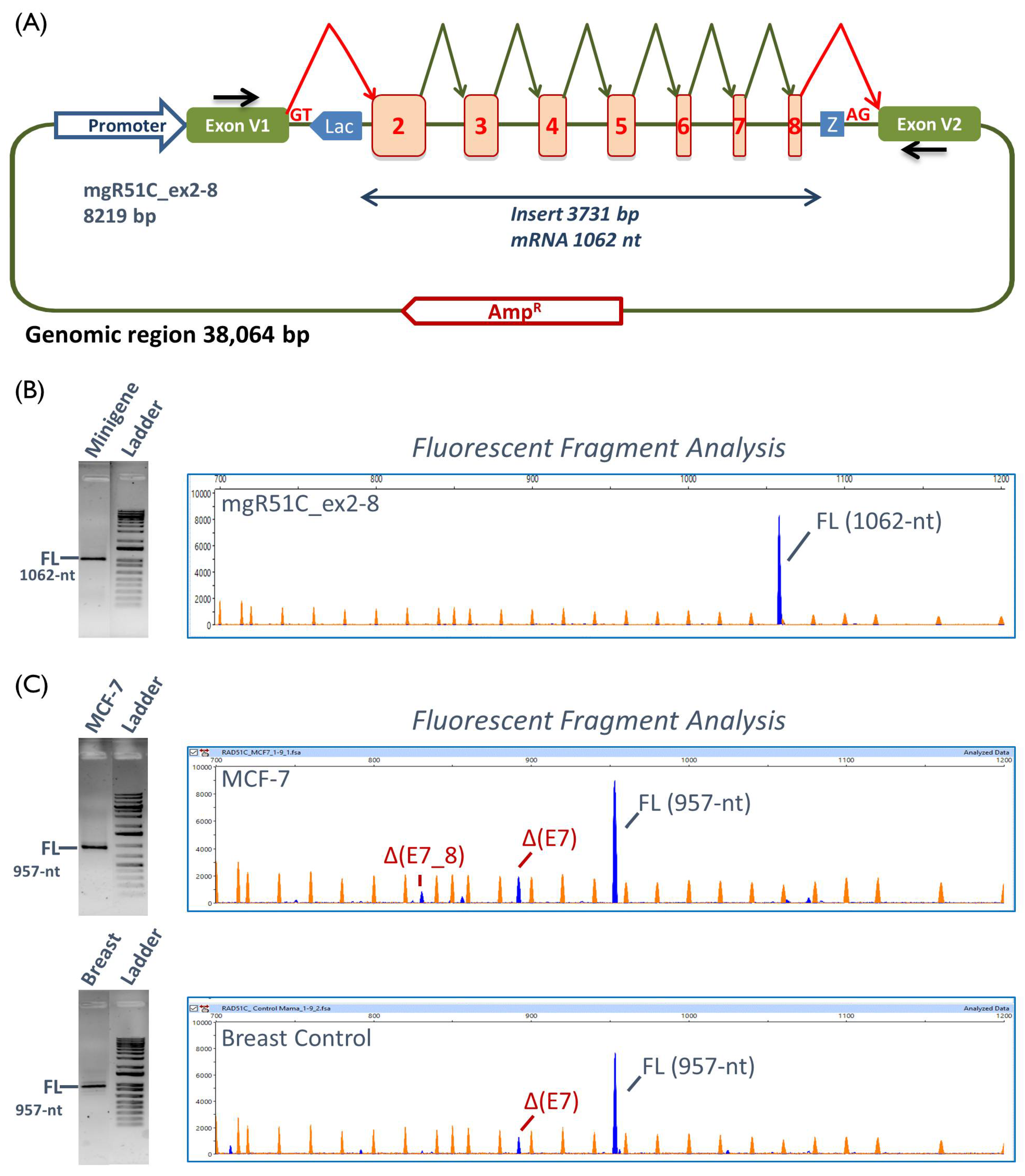 Cancers 12 03771 g001 Cancers 12 03771 g001