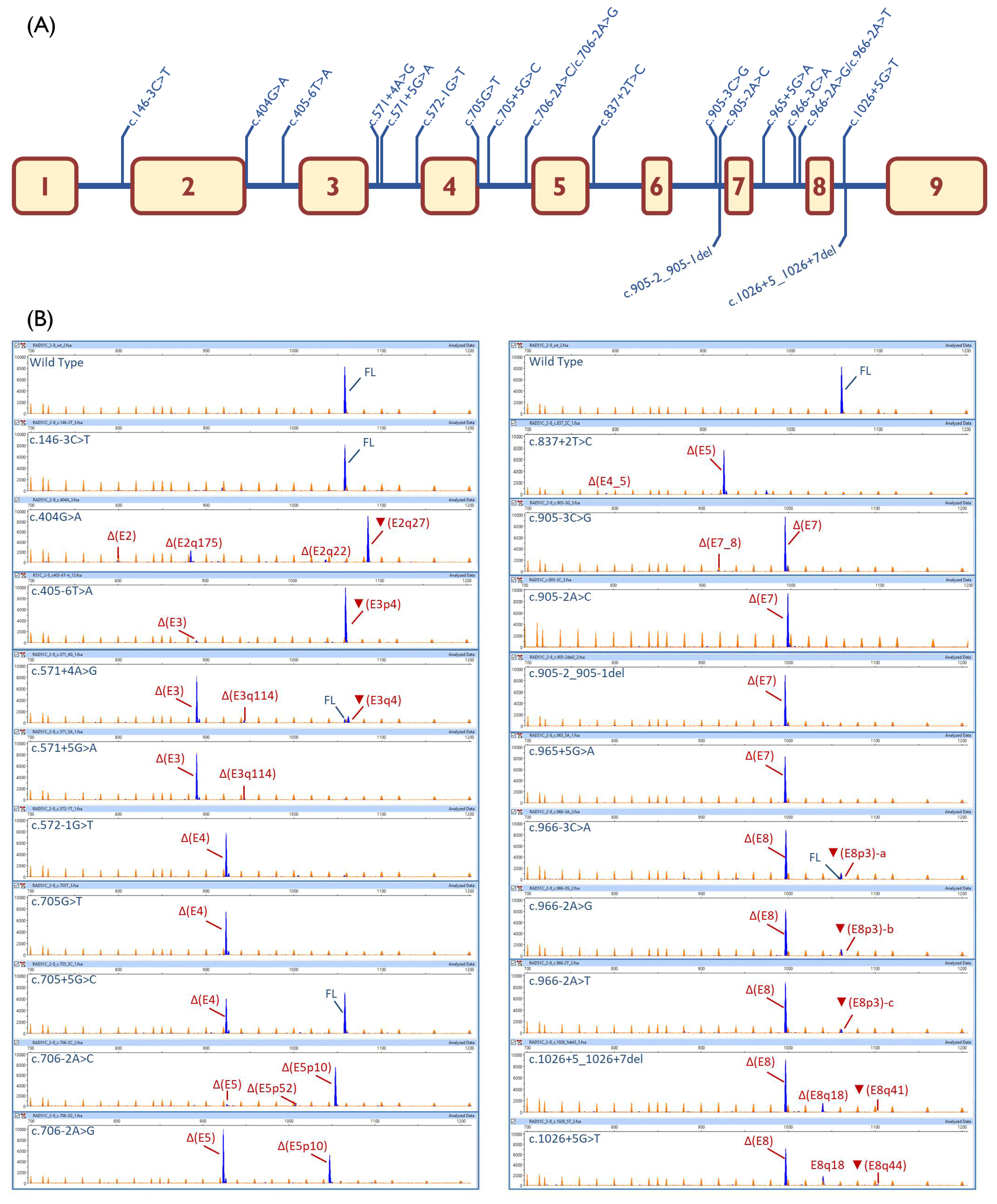 Cancers 12 03771 g002 Cancers 12 03771 g002