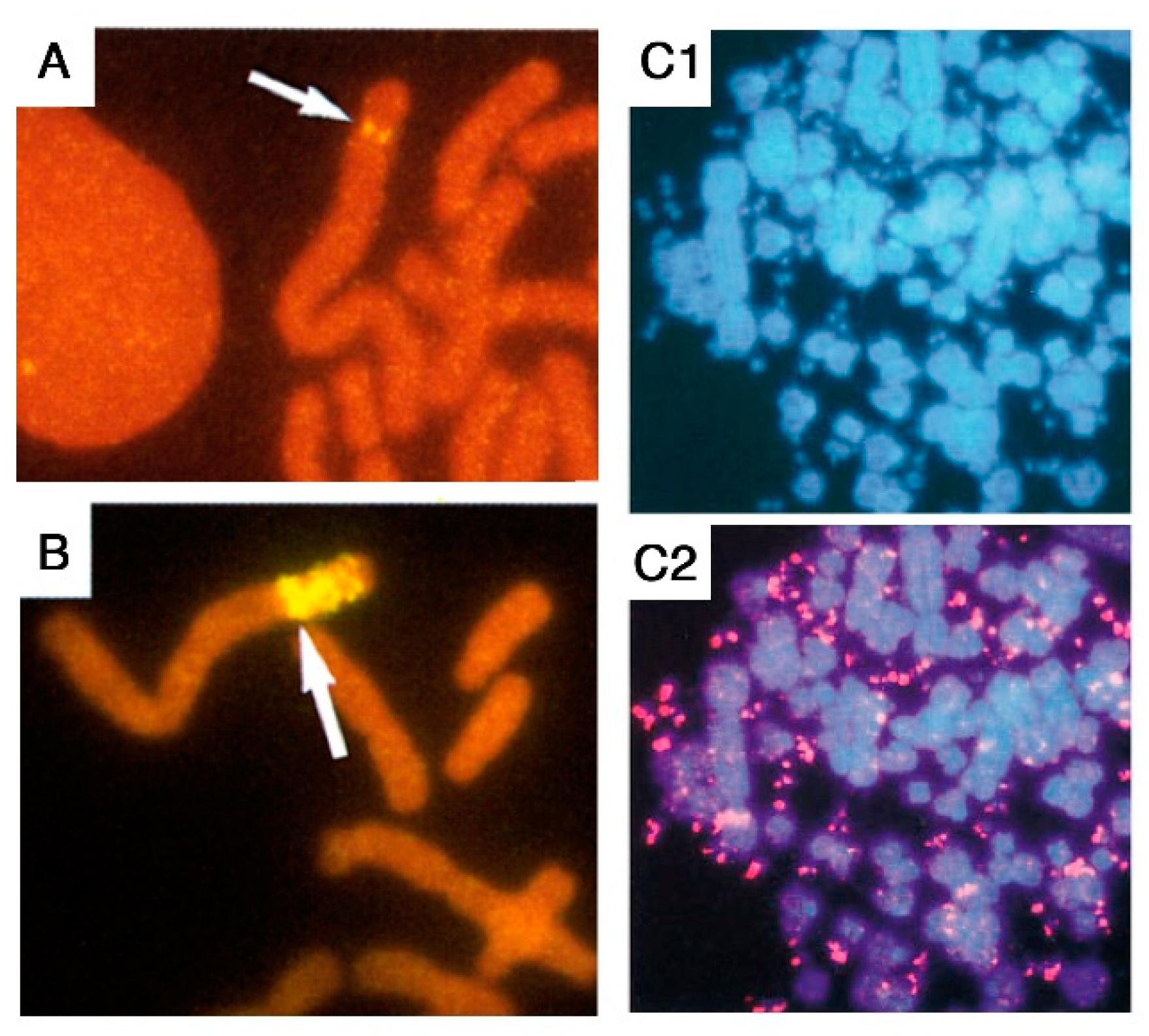 Cancers 12 03783 g001