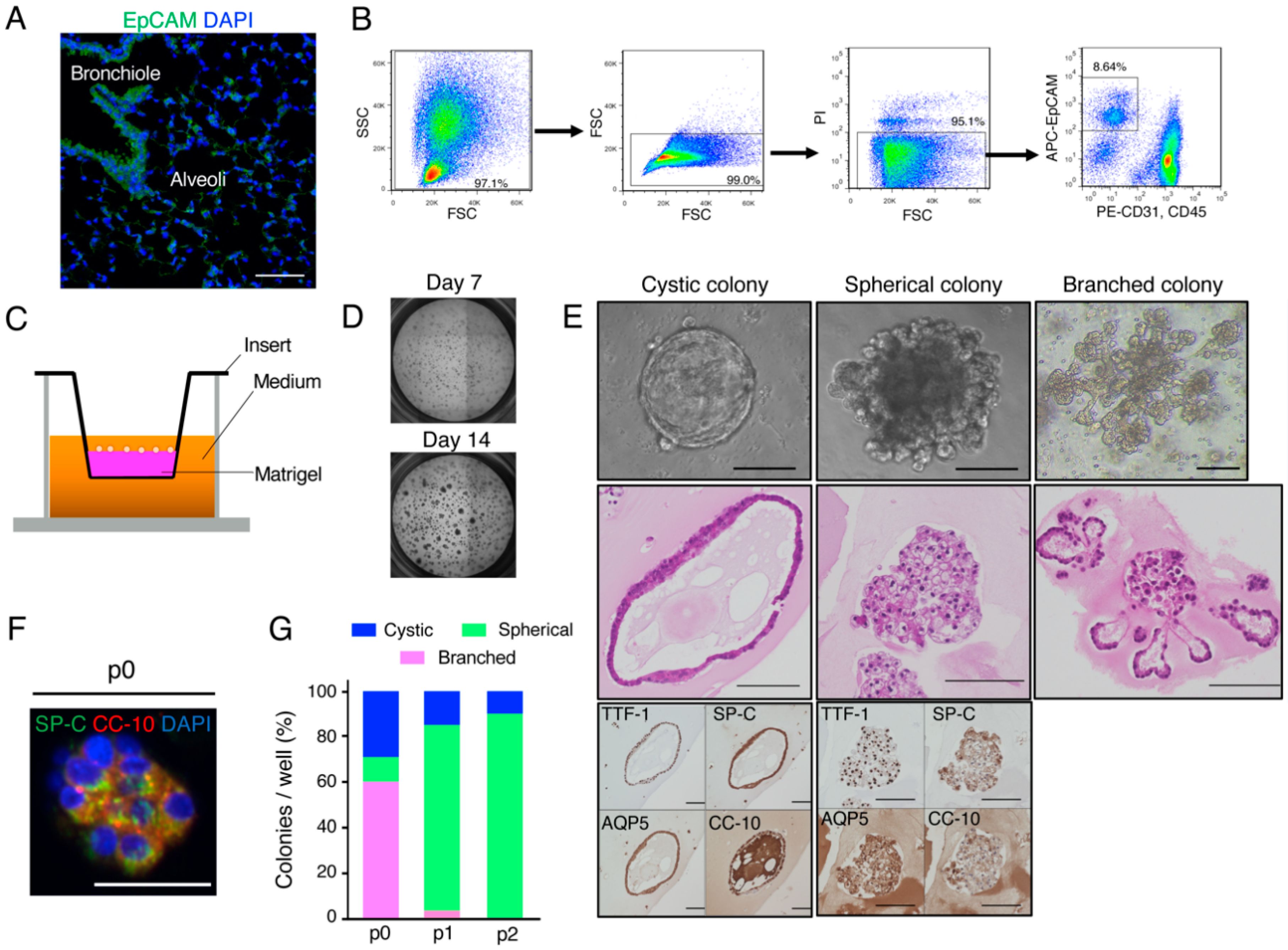 Cancers 12 03805 g001 Cancers 12 03805 g001