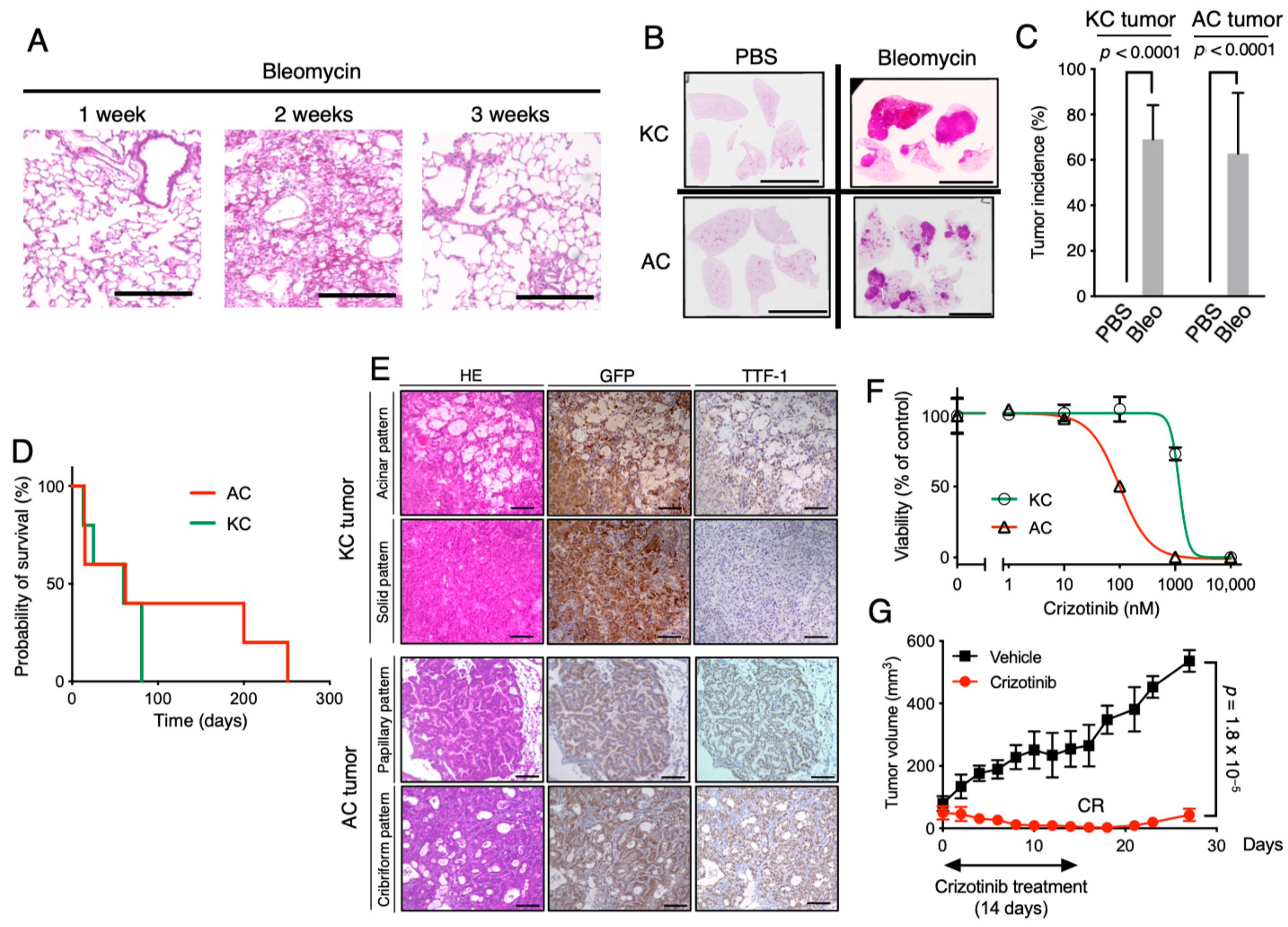 Cancers 12 03805 g003 Cancers 12 03805 g003