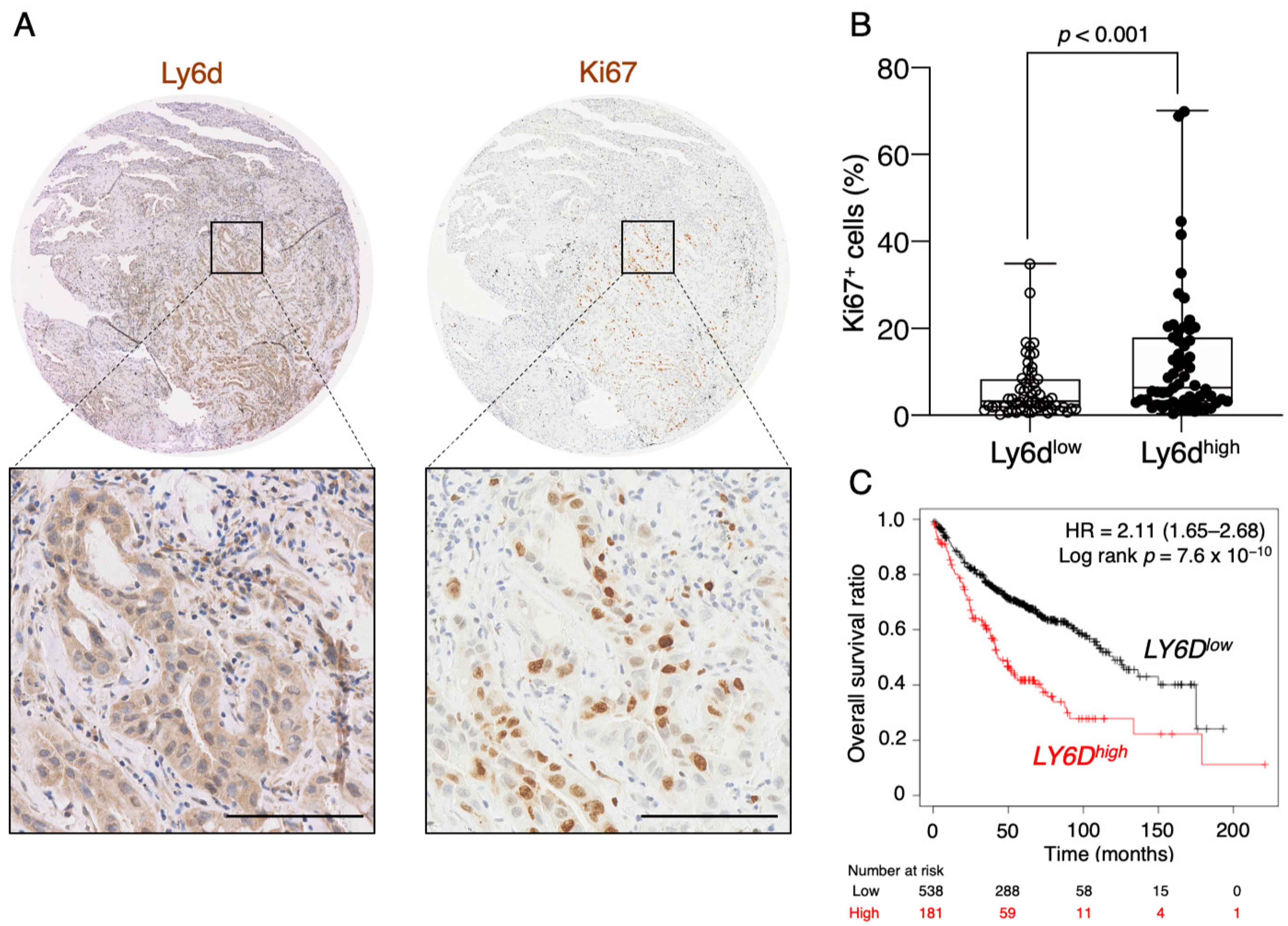 Cancers 12 03805 g006 Cancers 12 03805 g006