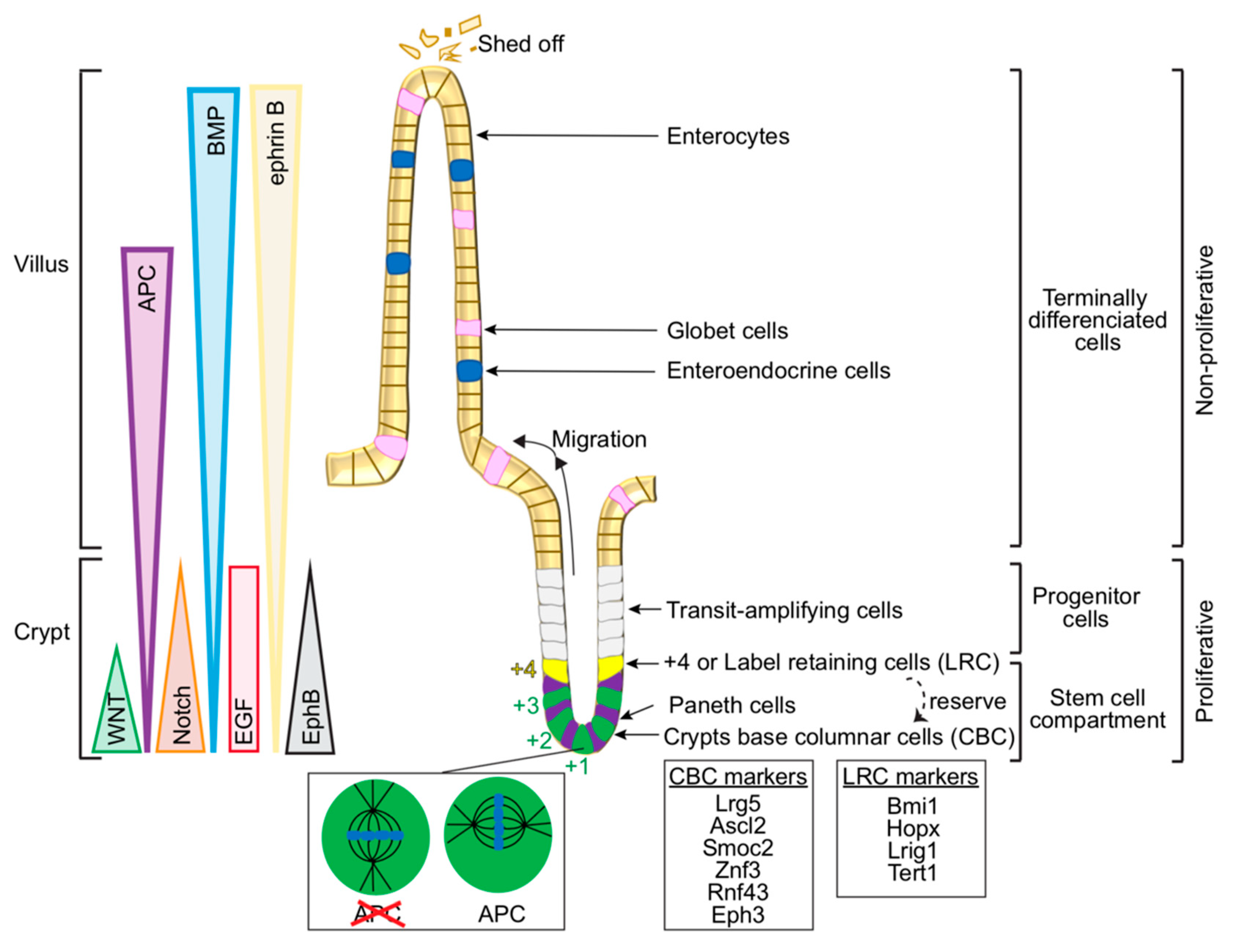 Cancers 12 03811 g001