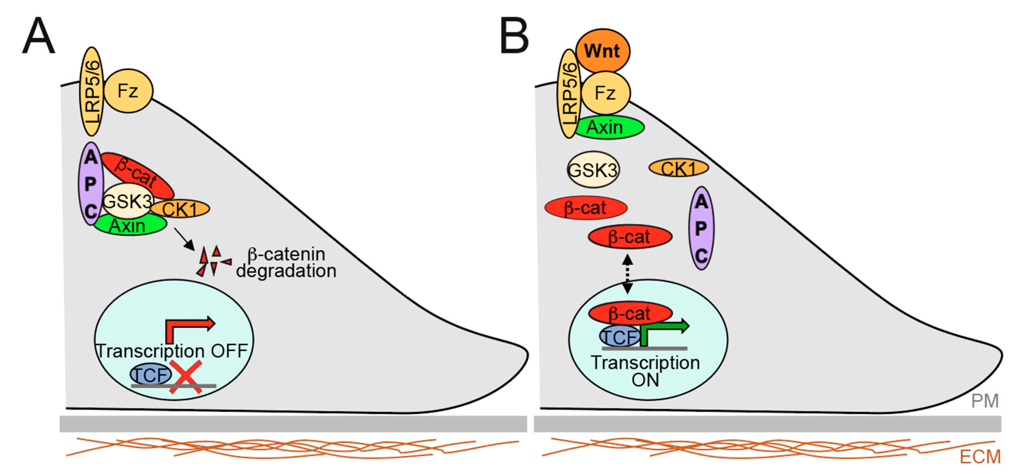 Cancers 12 03811 g004