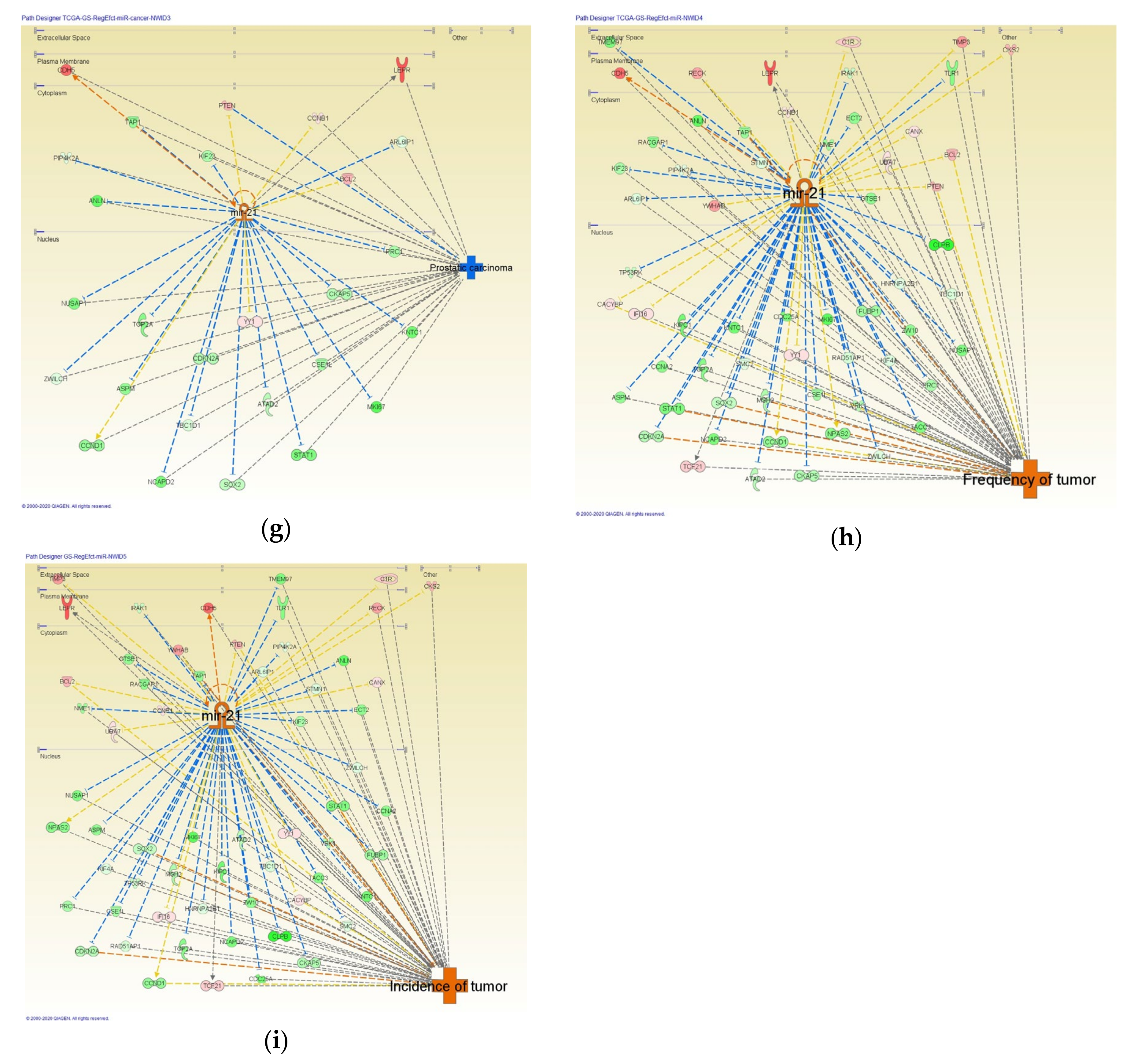 Cancers 12 03833 g004b Cancers 12 03833 g004b