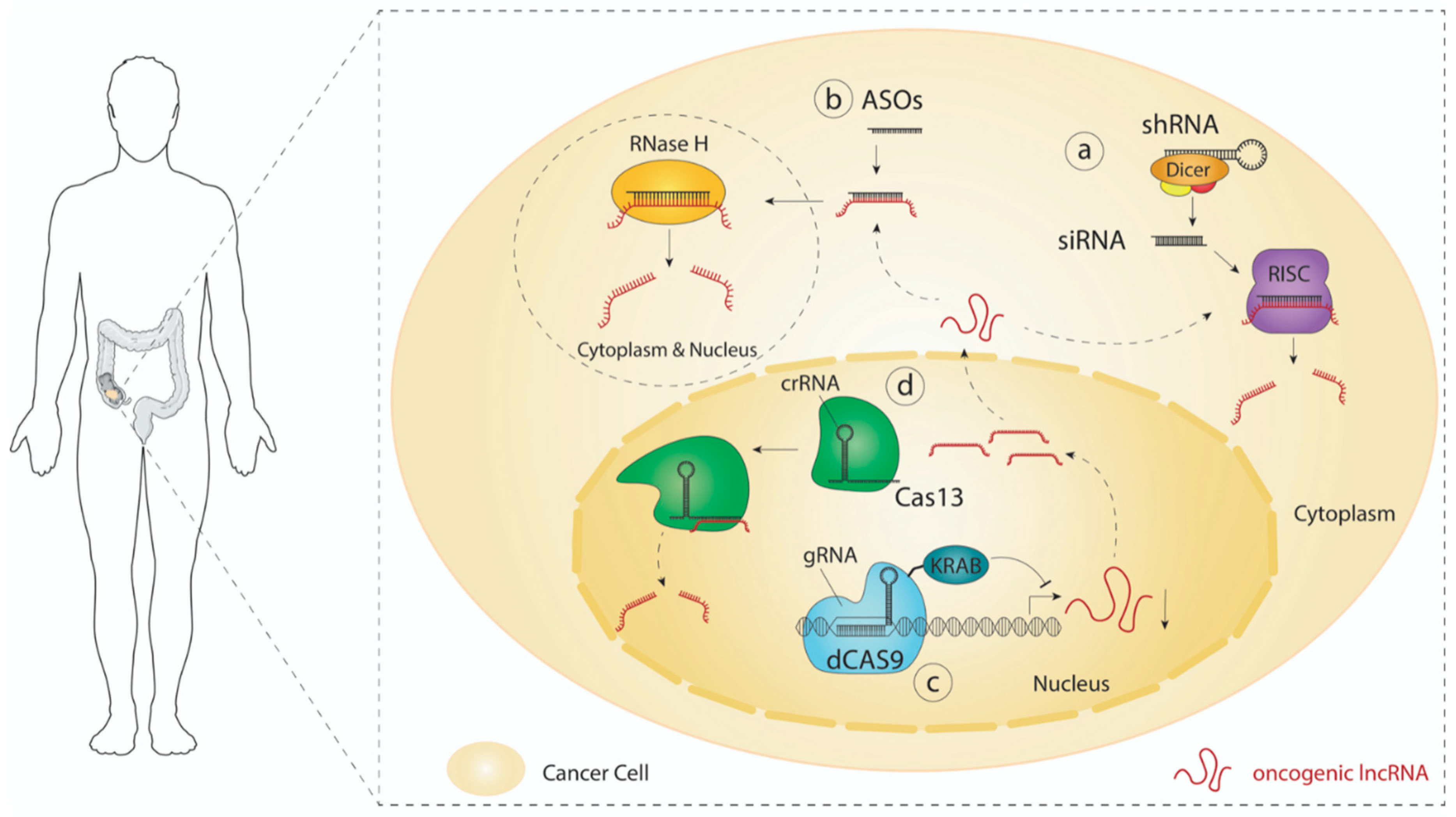Cancers 12 03843 g002 Cancers 12 03843 g002