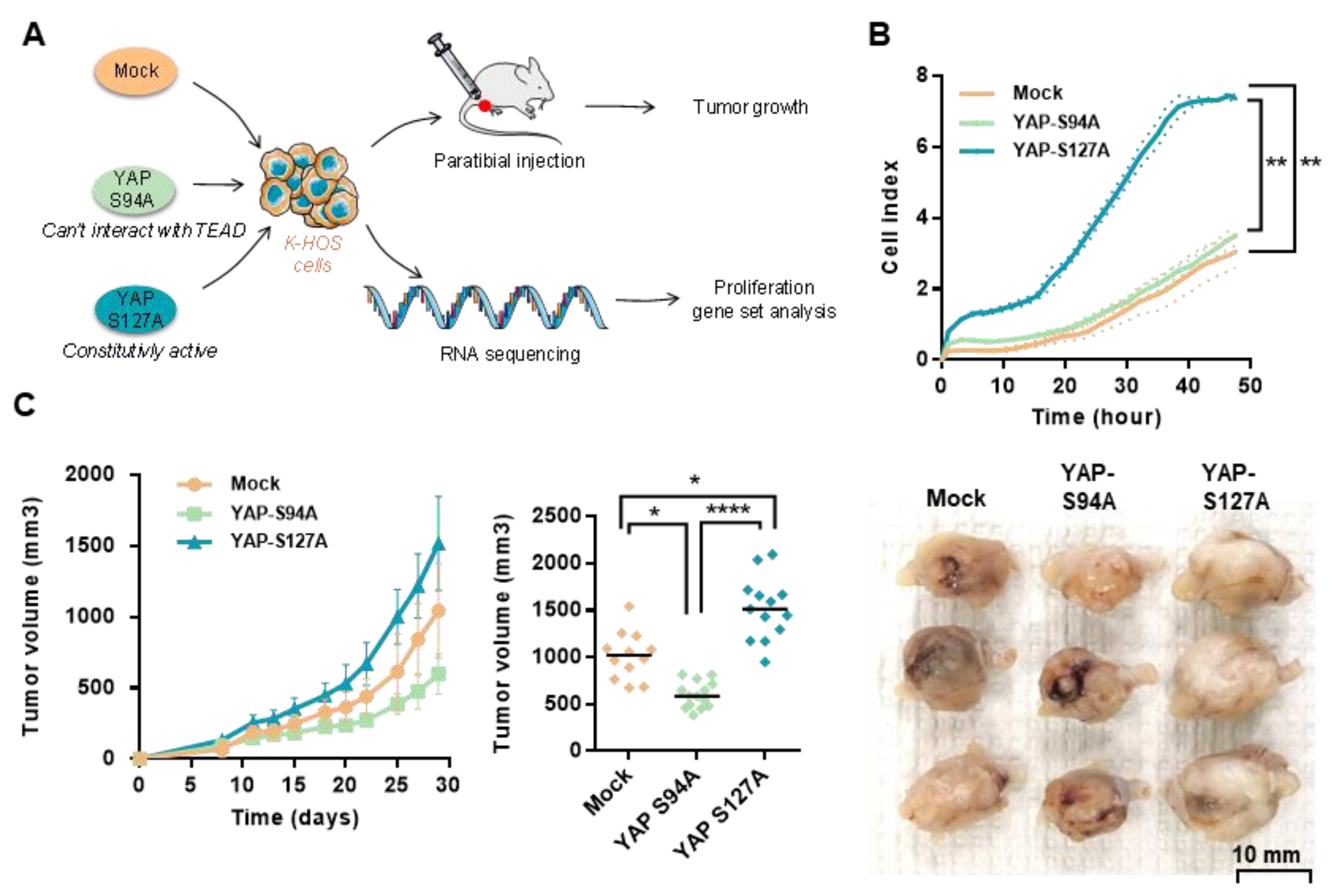 Cancers 12 03847 g003 Cancers 12 03847 g003