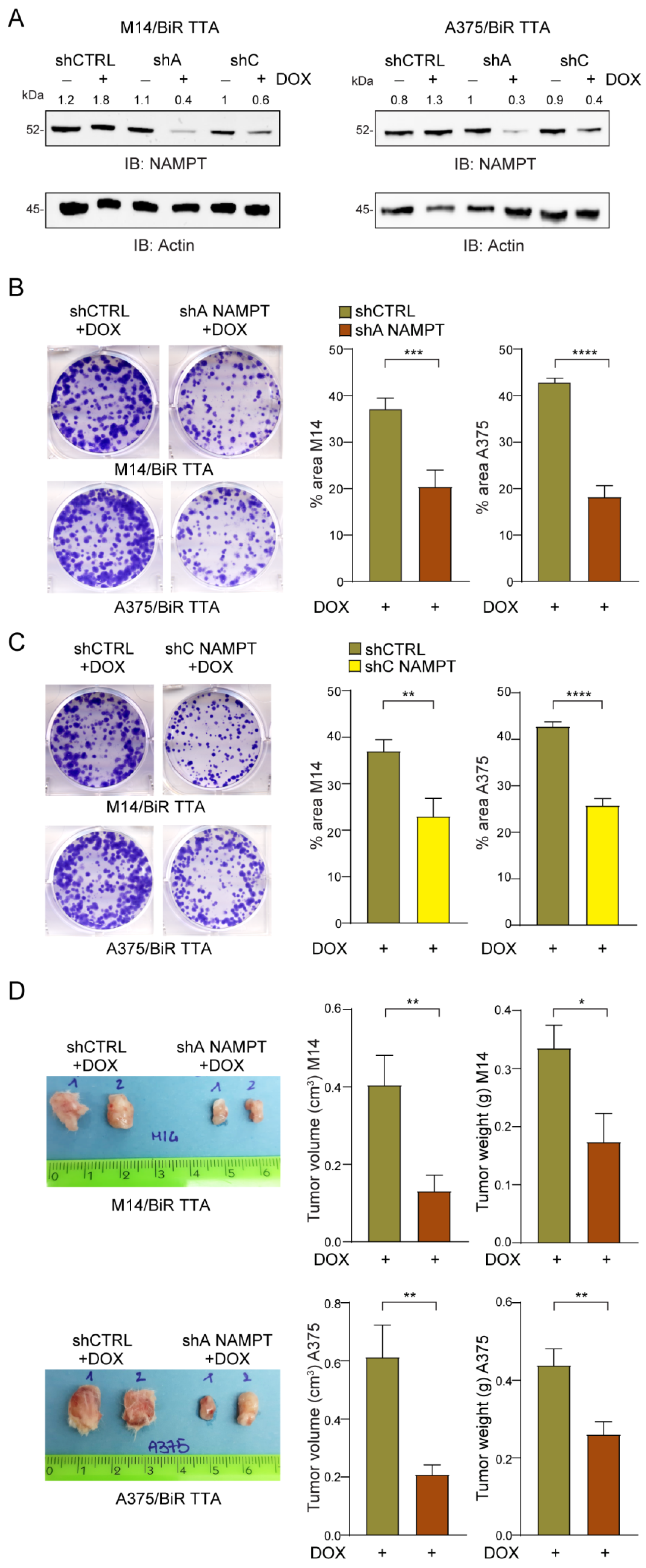 Cancers 12 03855 g006