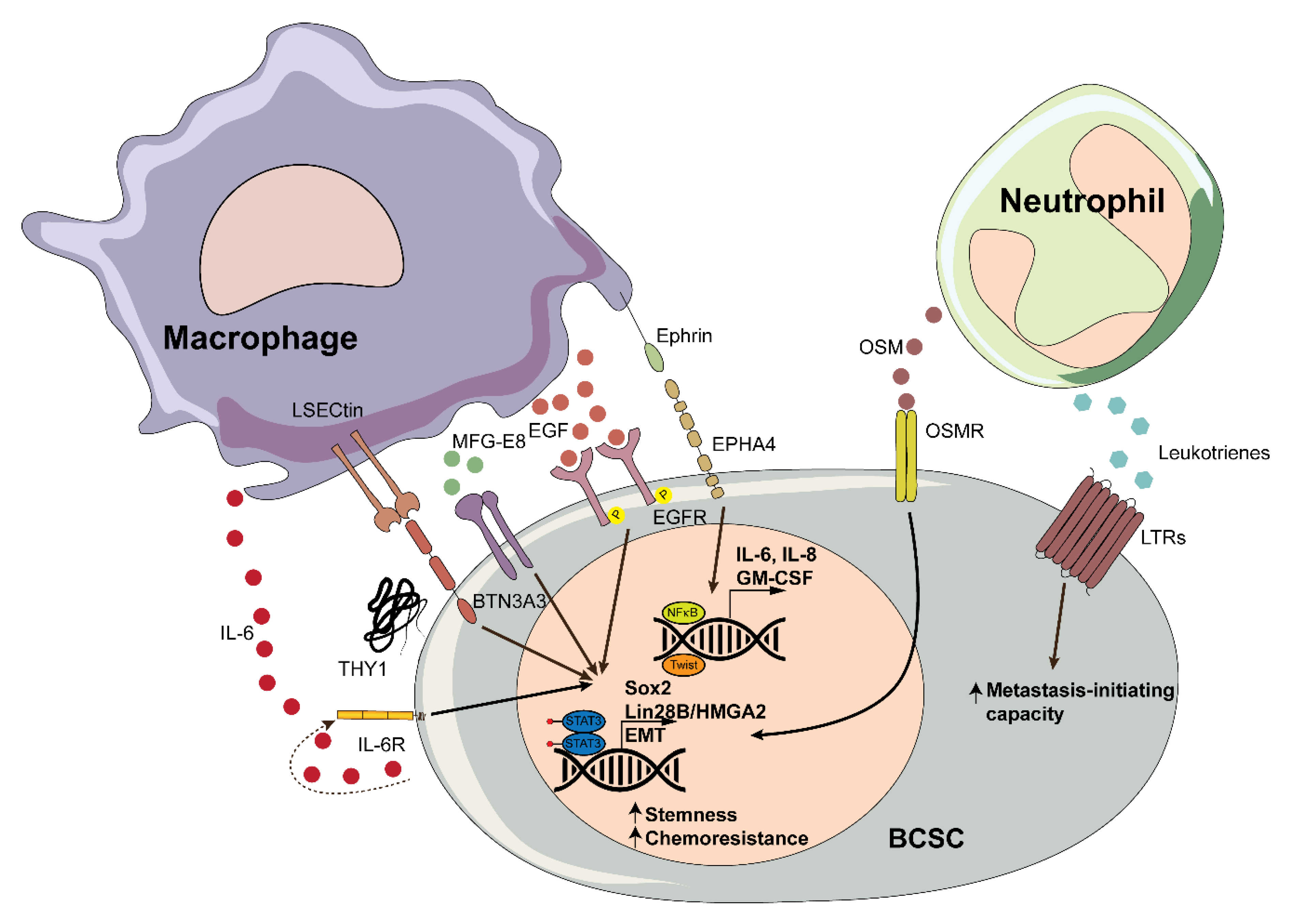 Cancers 12 03863 g001 Cancers 12 03863 g001