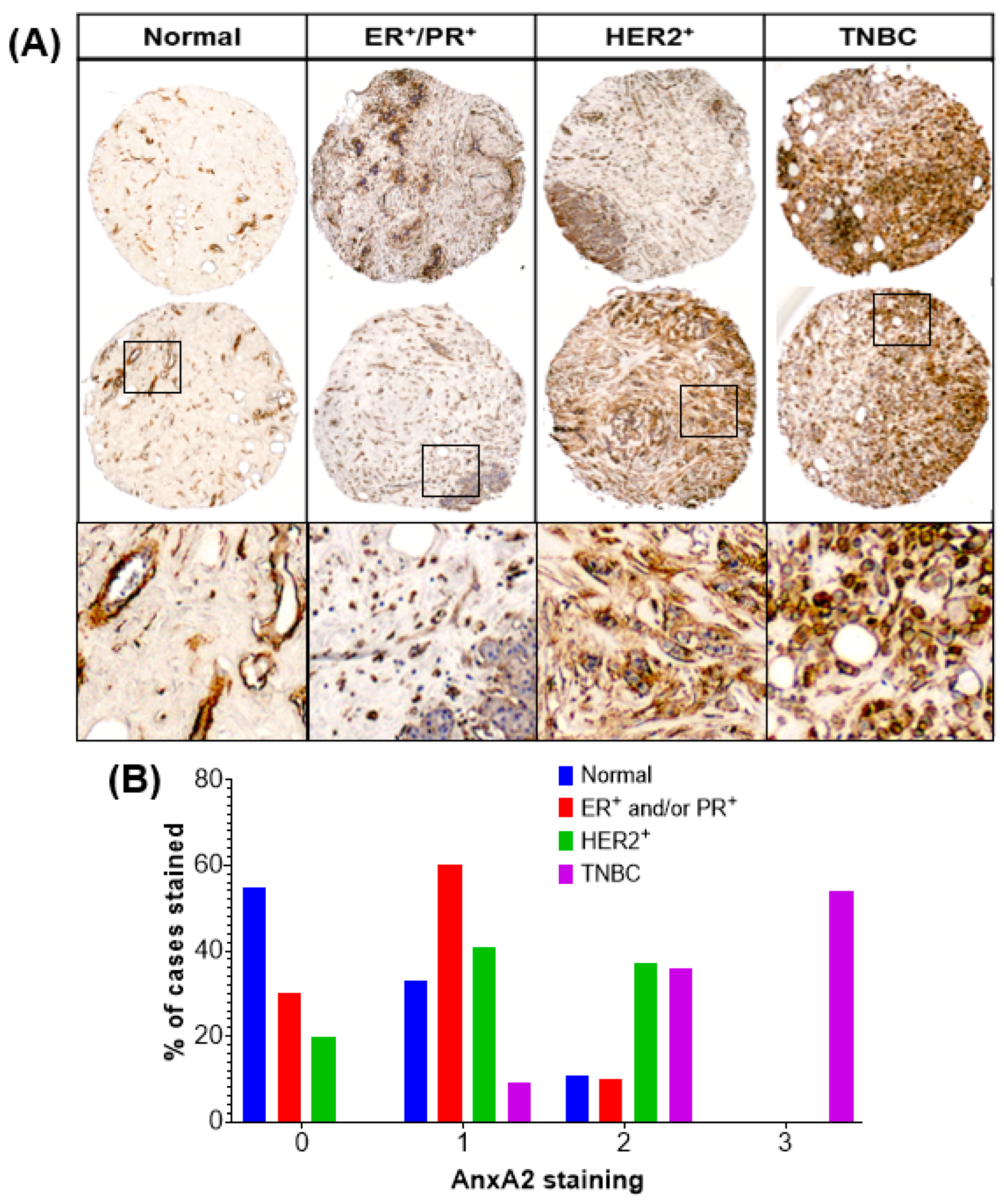 Cancers 13 00002 g001 Cancers 13 00002 g001