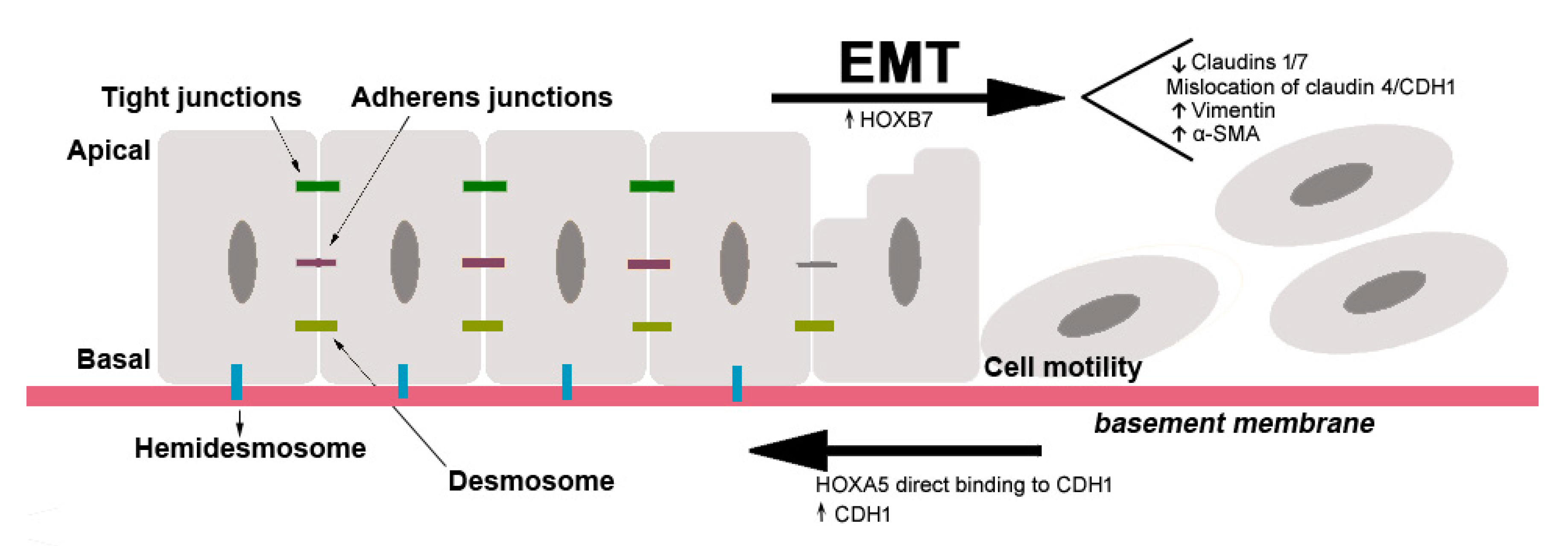 Cancers 13 00010 g004 Cancers 13 00010 g004