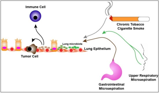 Diagram of cigarettes and how it affects the respiratory system