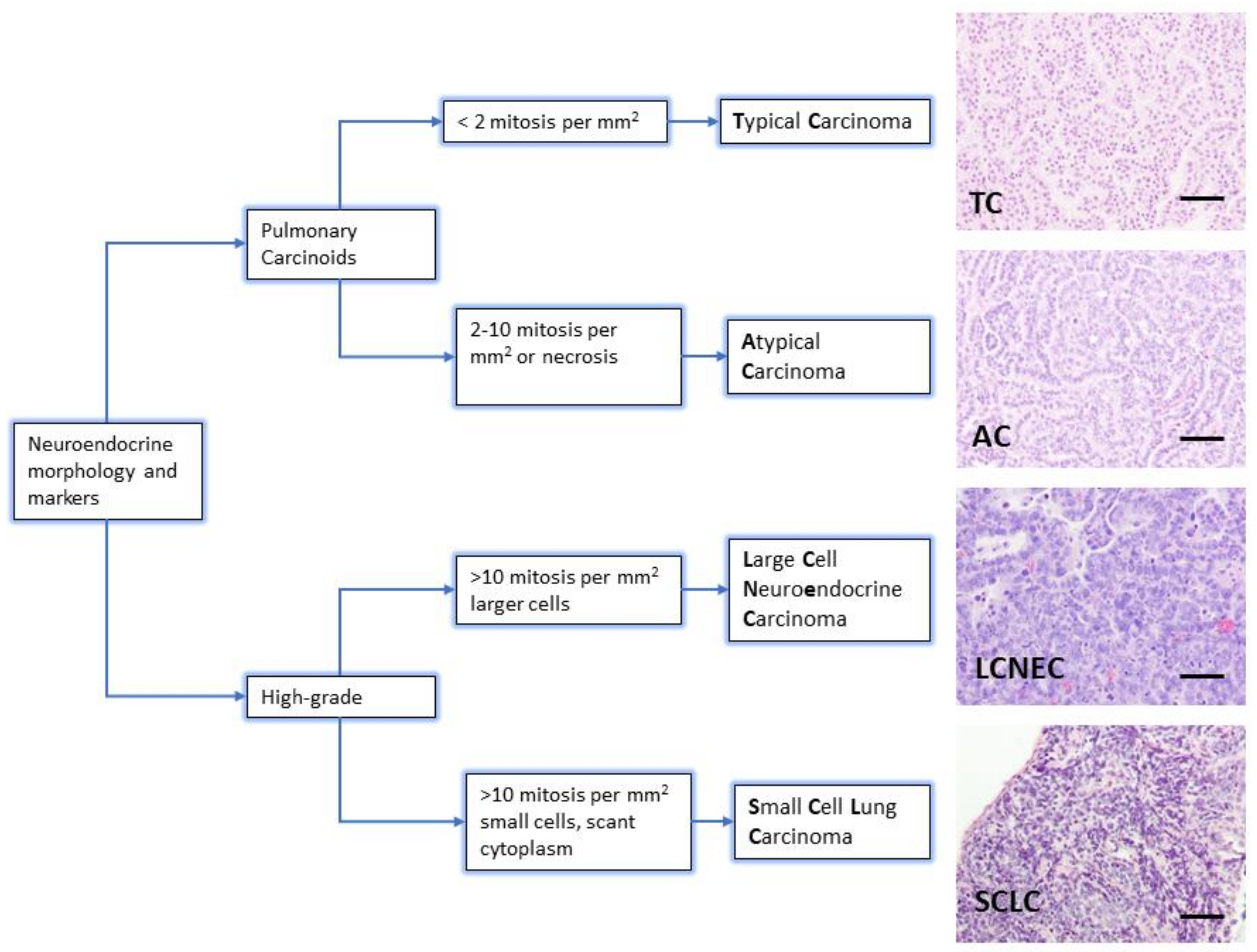 Cancers 13 00014 g001 Cancers 13 00014 g001