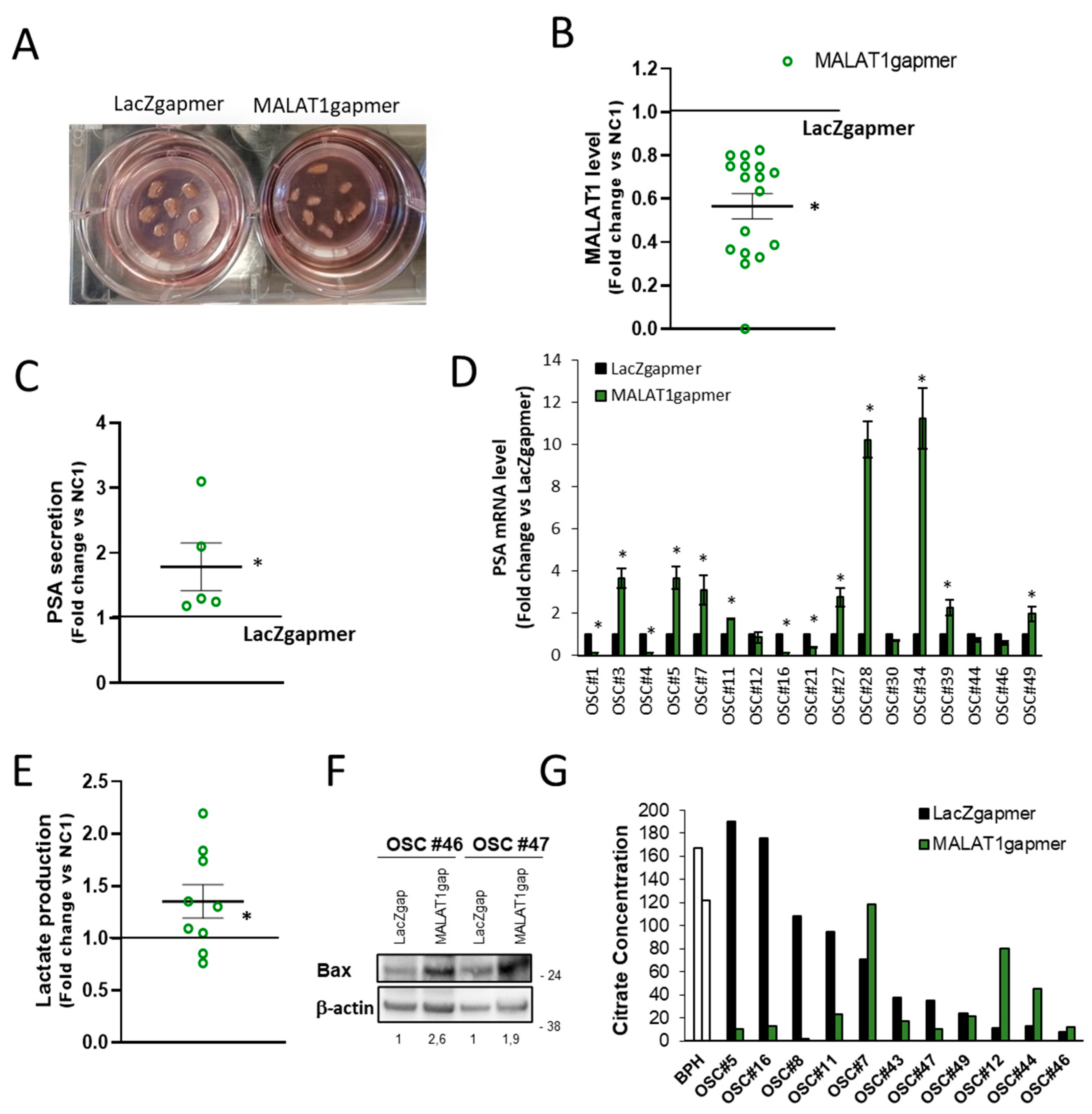 Cancers 13 00015 g008 Cancers 13 00015 g008