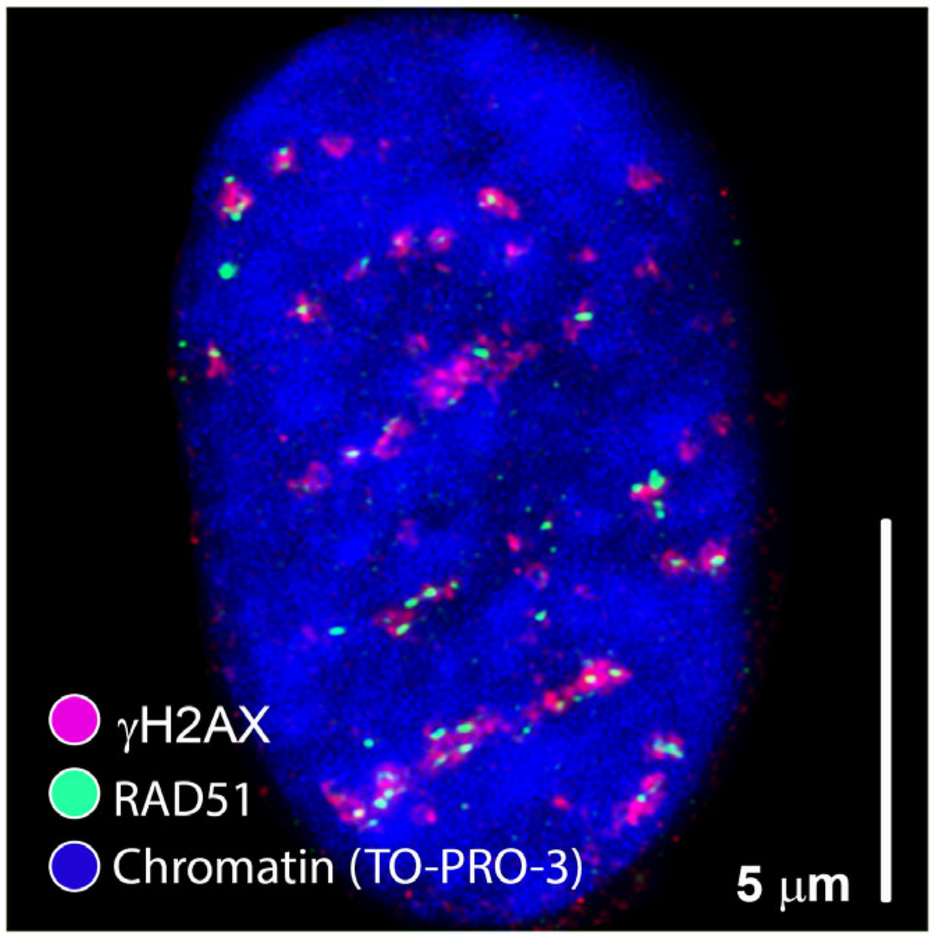 Cancers 13 00018 g002 Cancers 13 00018 g002